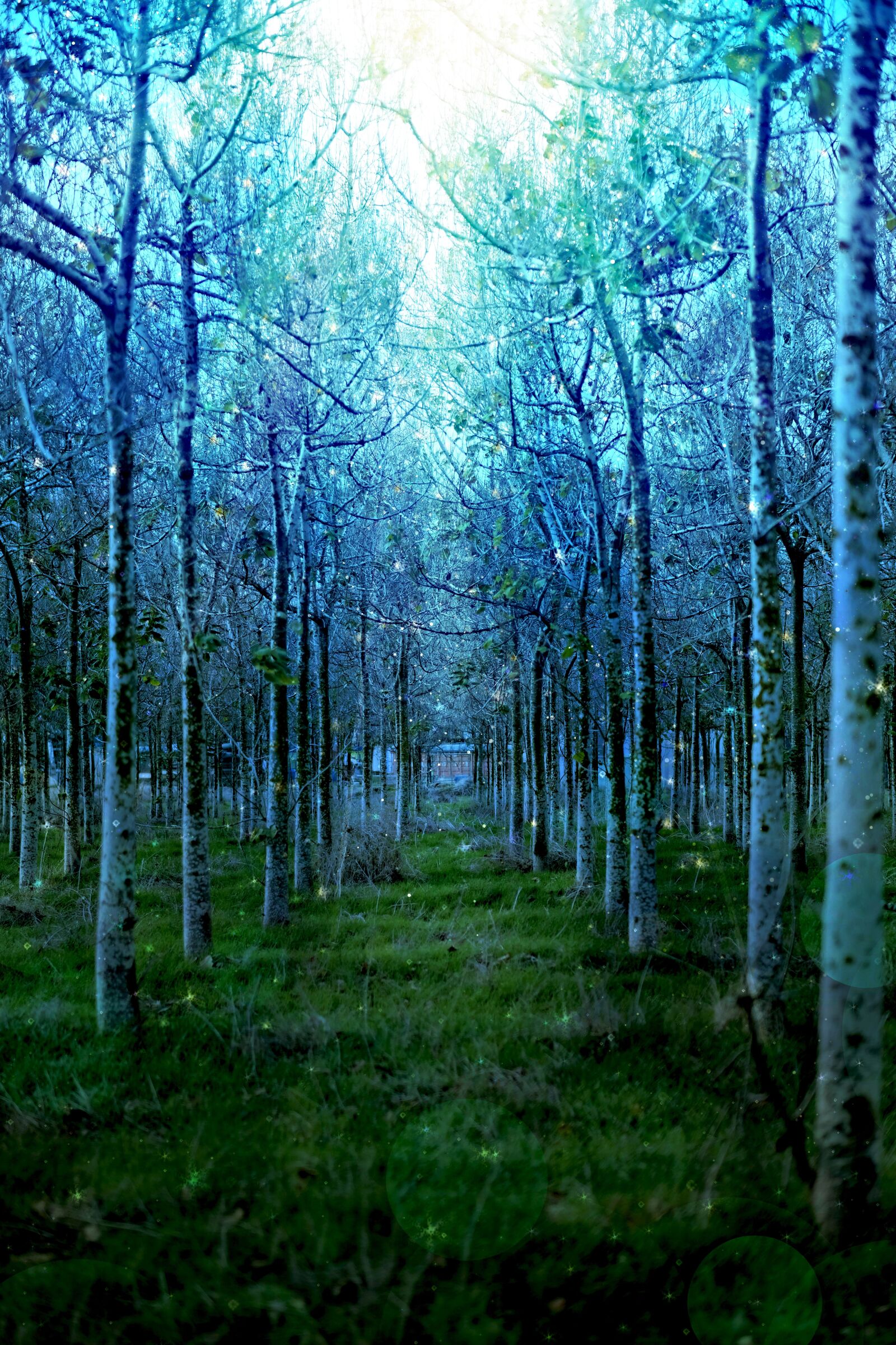 Fujifilm X-T2 + Fujifilm XF 56mm F1.2 R sample photo. Tree, forest, nature photography