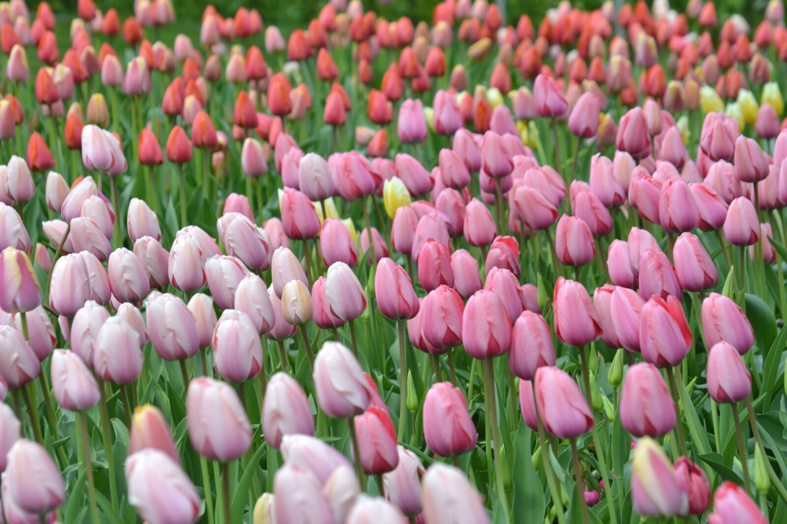 Nikon D3100 sample photo. Flowers, colorful, garden, flora photography