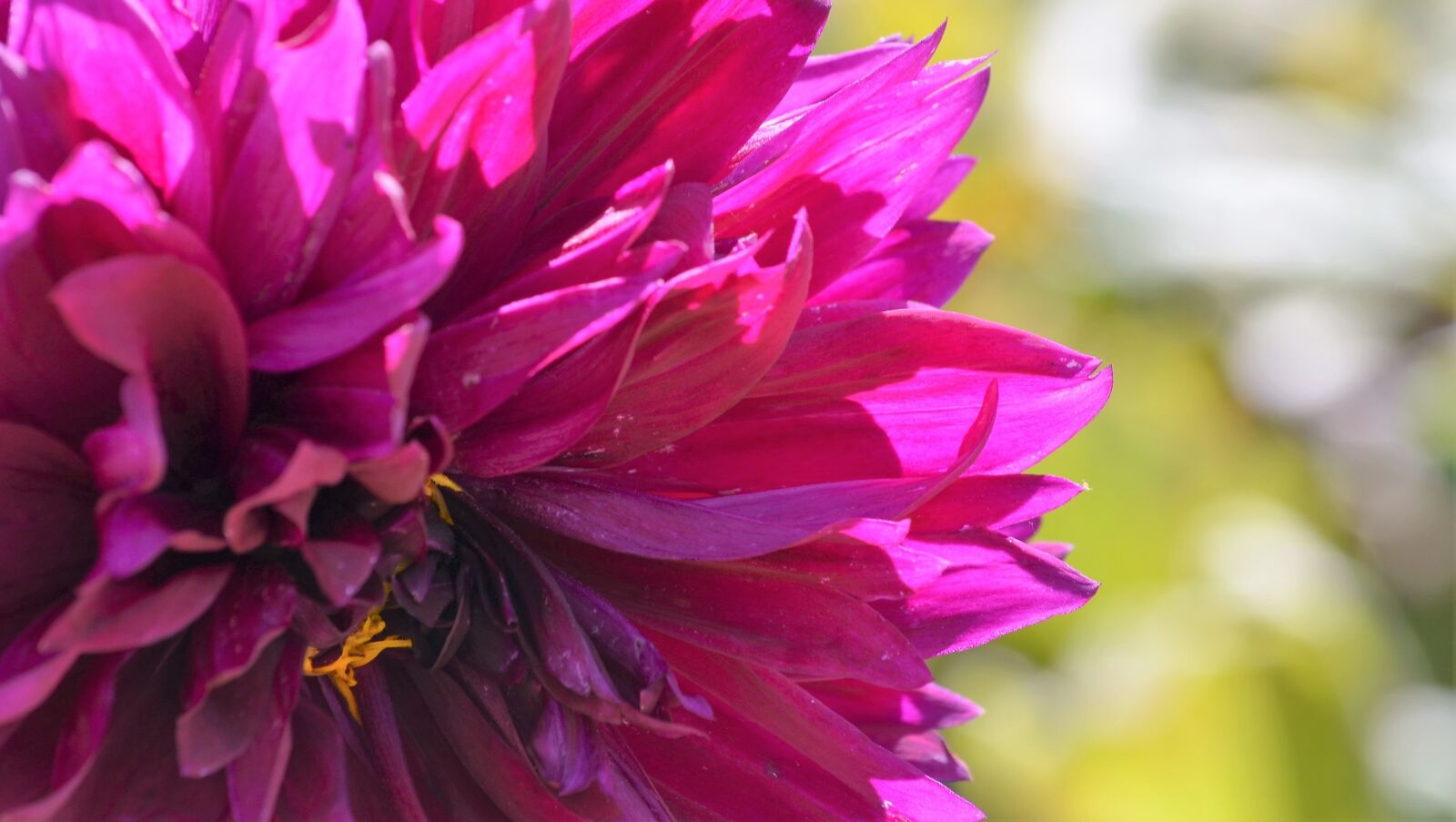 Nikon D5100 sample photo. Dahlia, flower, macro photography