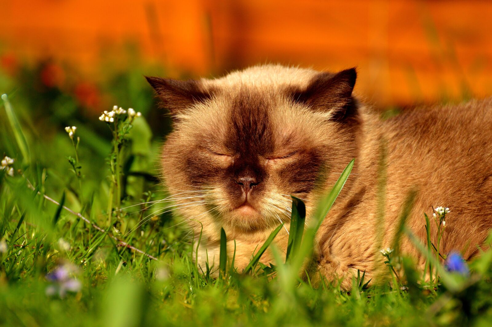 Nikon D3200 sample photo. Cat, british shorthair, sleep photography