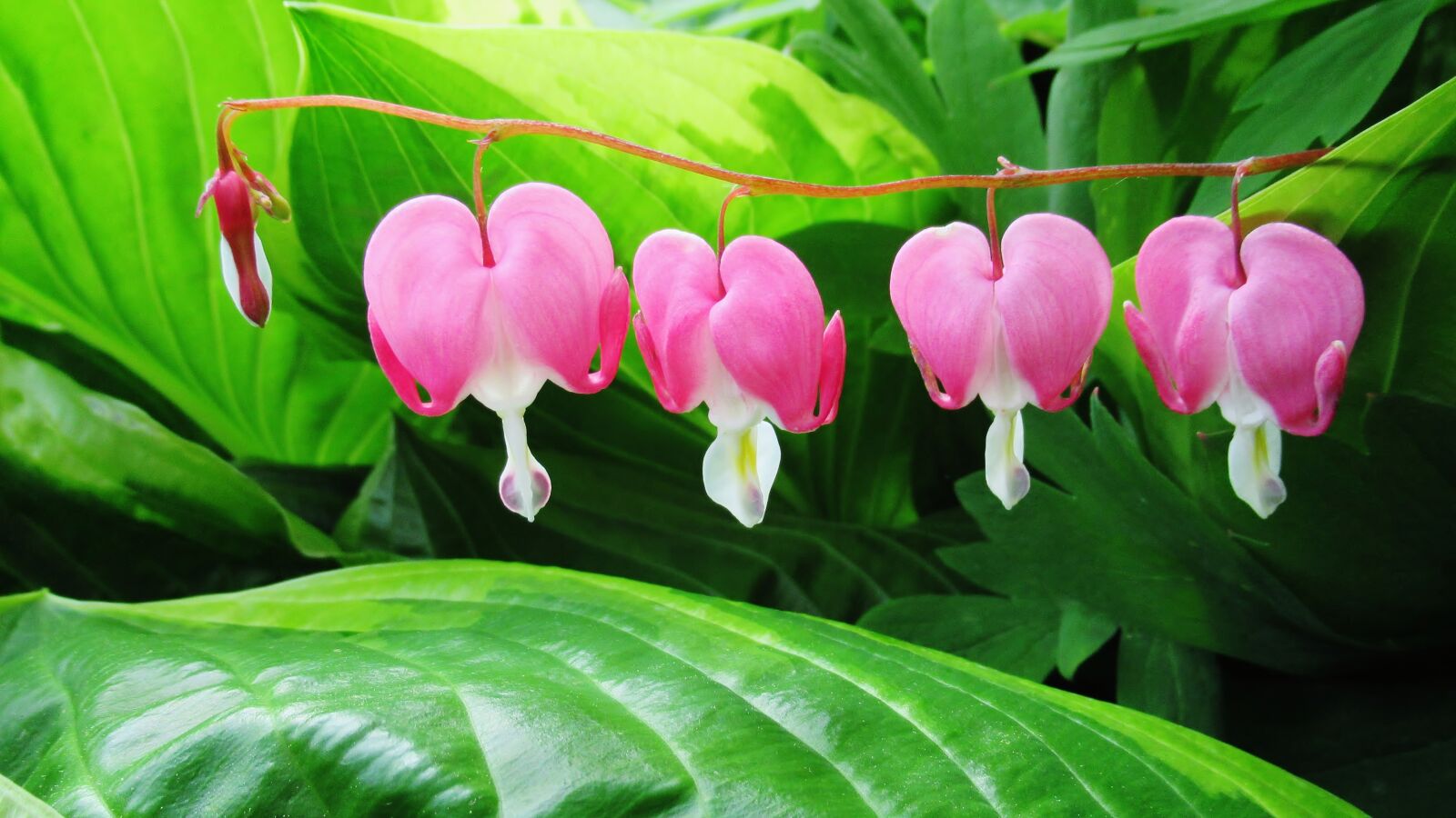 Canon PowerShot SX620 HS sample photo. Bleeding heart, flower, pink photography