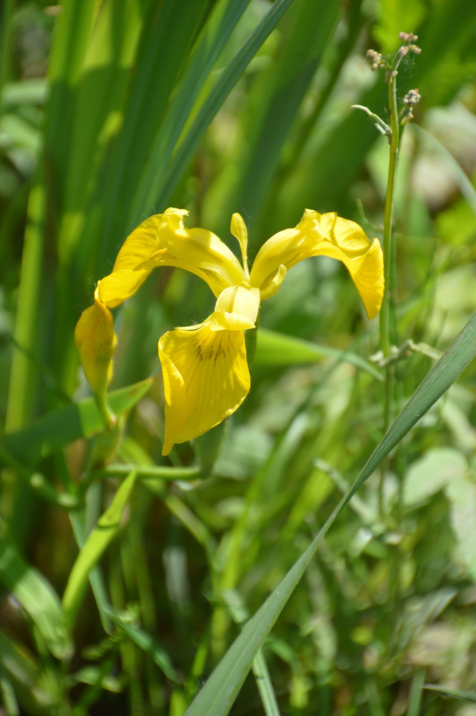 Nikon D3200 sample photo. Flower, plant, narcissus photography