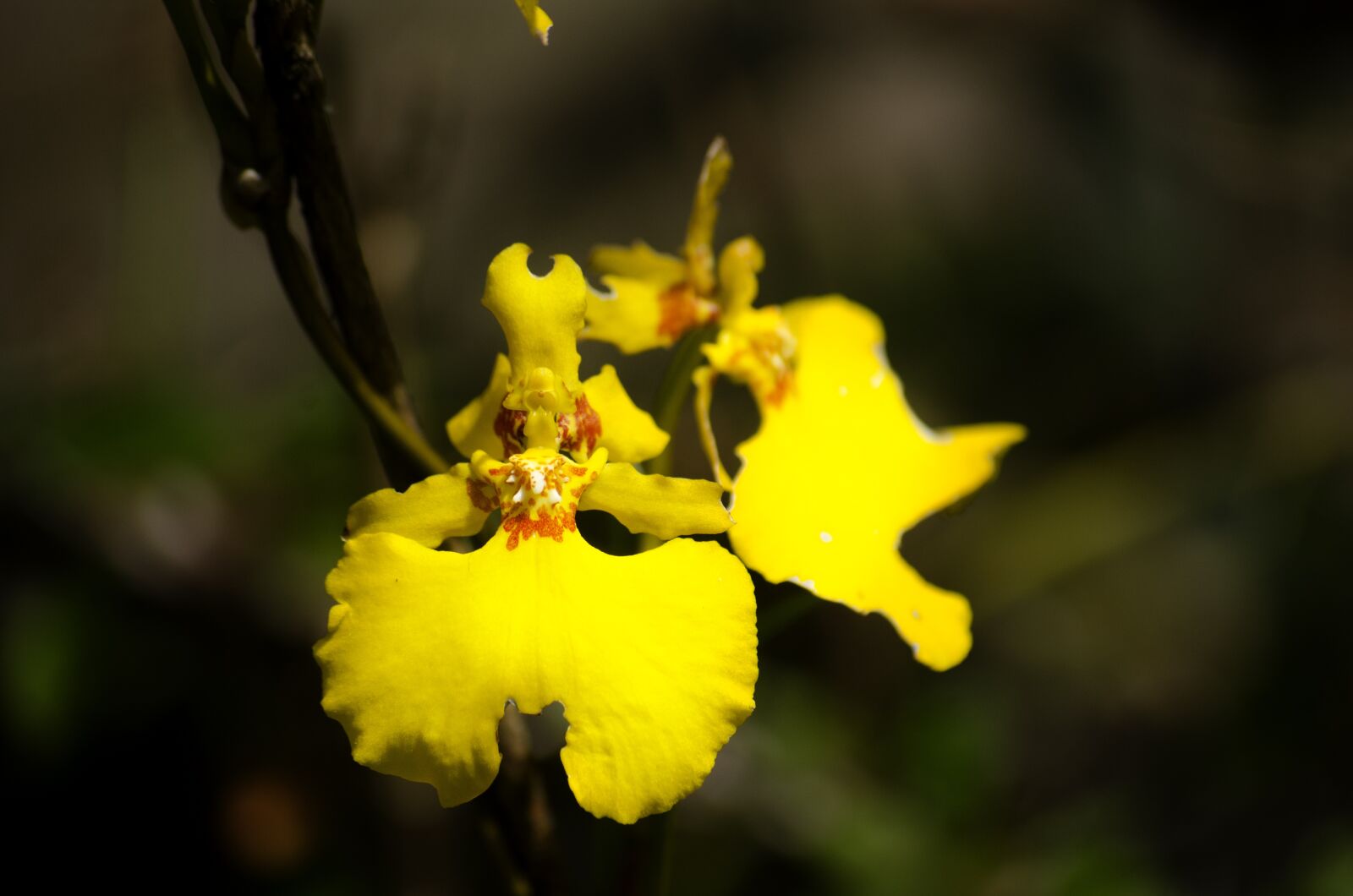 Nikon D7000 sample photo. Flower, flora in machu photography