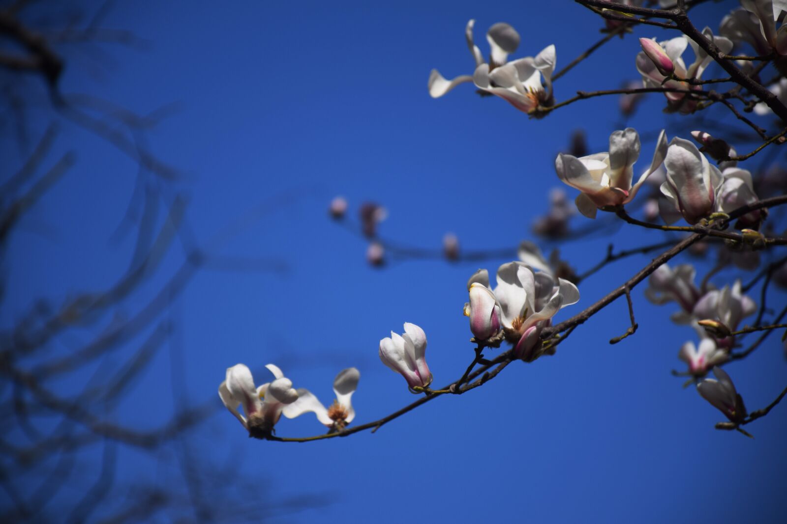 Nikon D3300 sample photo. Magnolia flower, white, blue photography