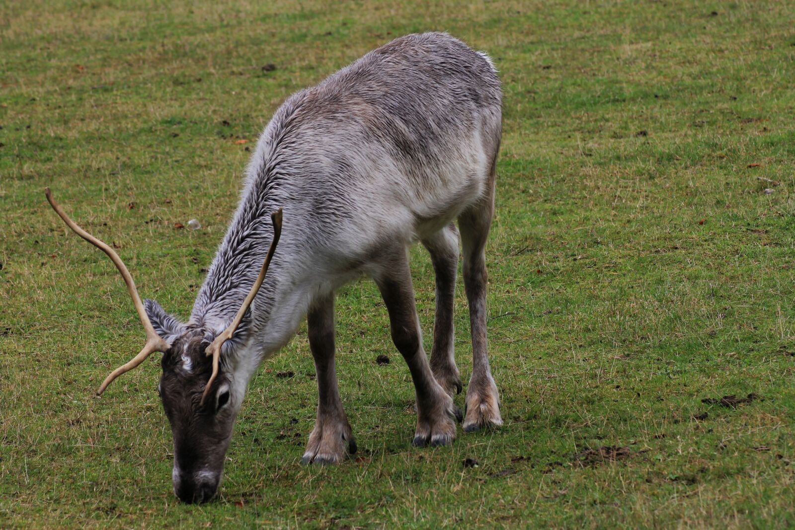 Canon EOS 1100D (EOS Rebel T3 / EOS Kiss X50) sample photo. Reindeer, wild, fur photography