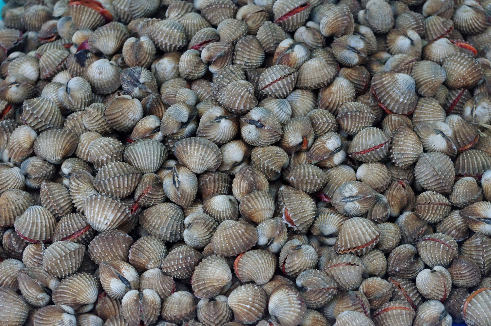 Pentax K-r sample photo. Thailand-market, mussels, fresh mussels photography