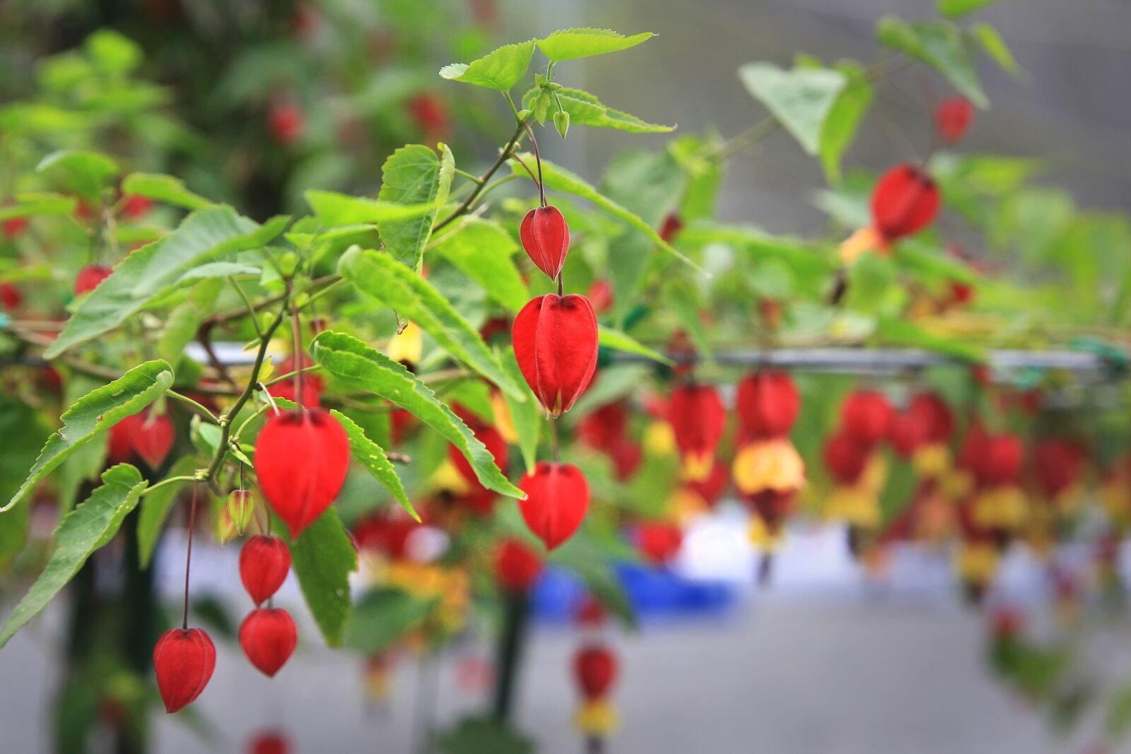 Canon EOS 40D sample photo. A flower garden, flowers photography