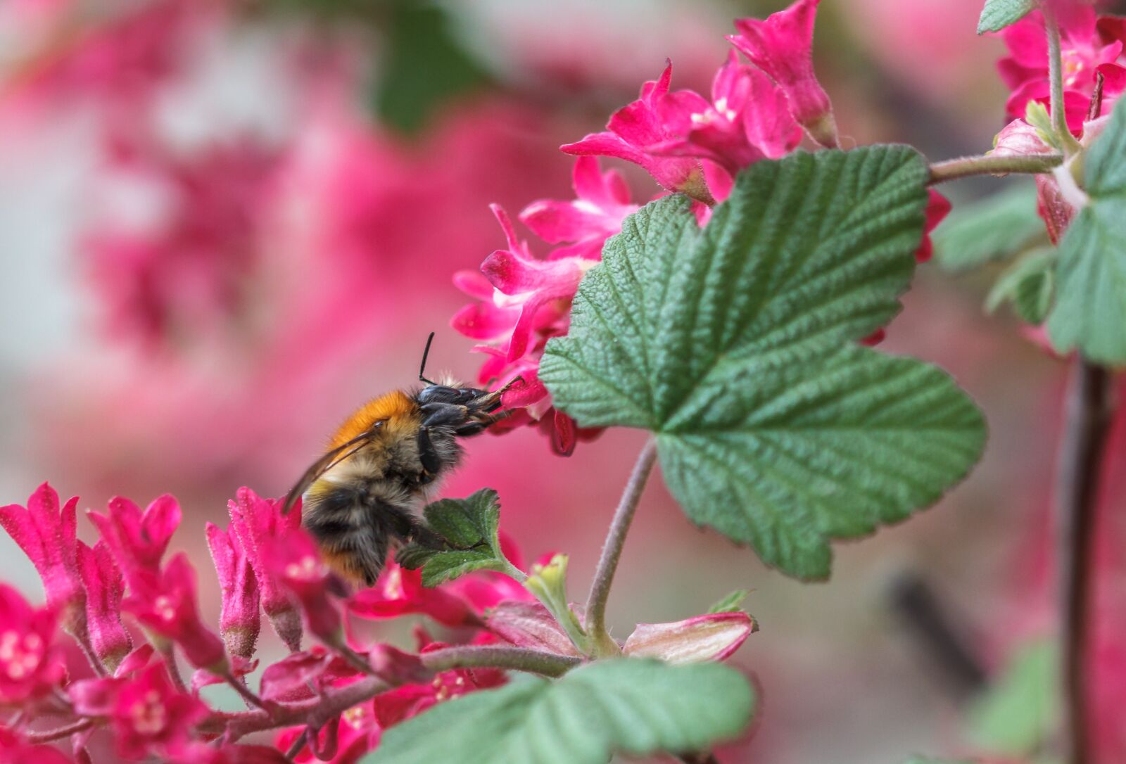 Canon EOS 550D (EOS Rebel T2i / EOS Kiss X4) sample photo. Bee, hummel, wasp photography