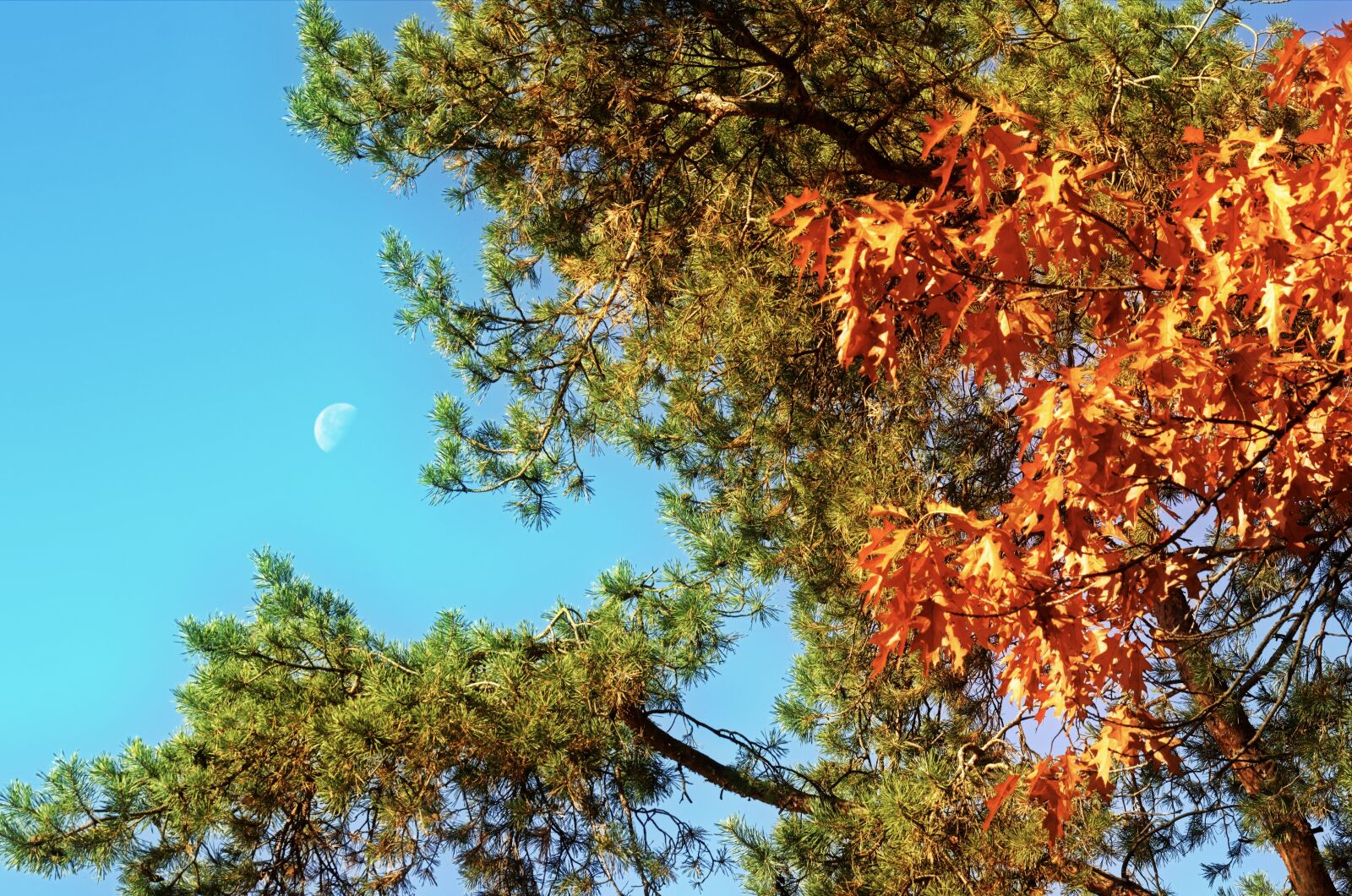Nikon D5100 sample photo. Tree, trees, twigs photography
