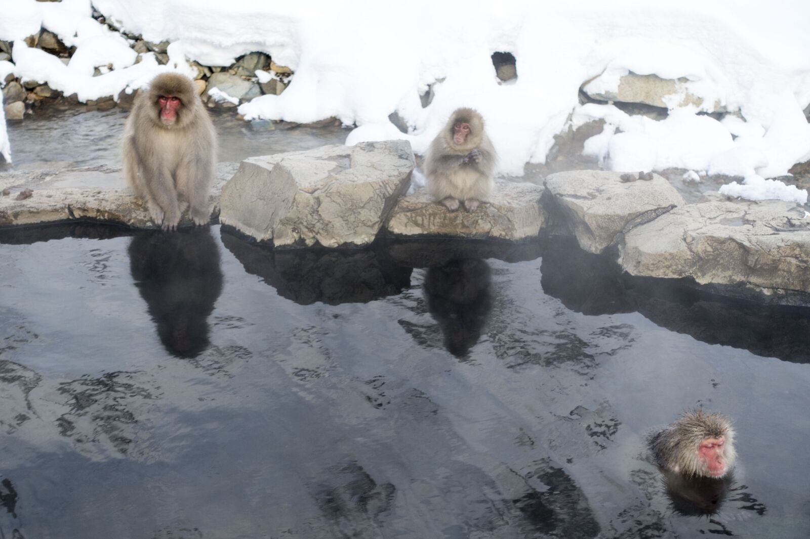 Sony Cyber-shot DSC-RX100 III sample photo. Snow monkeys, macaque, primate photography