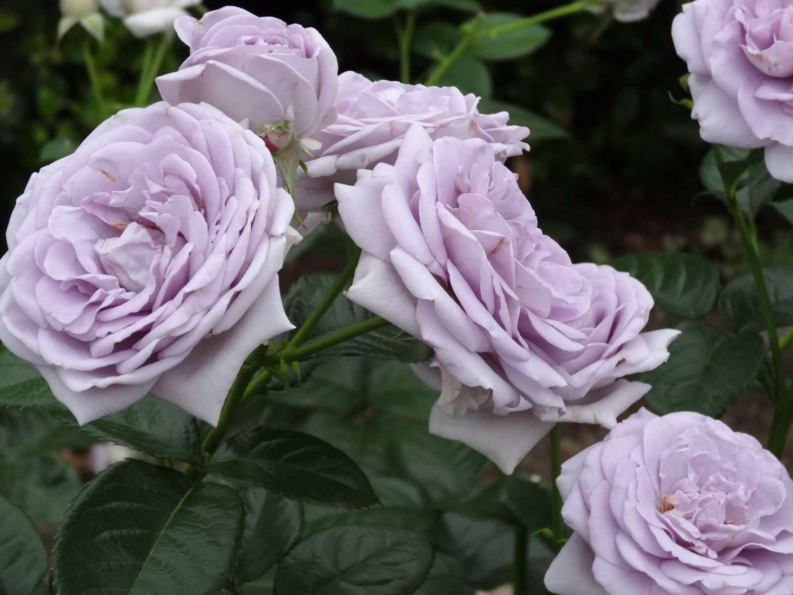 Sony Cyber-shot DSC-HX30V sample photo. Nakanoshima rose garden, roses photography