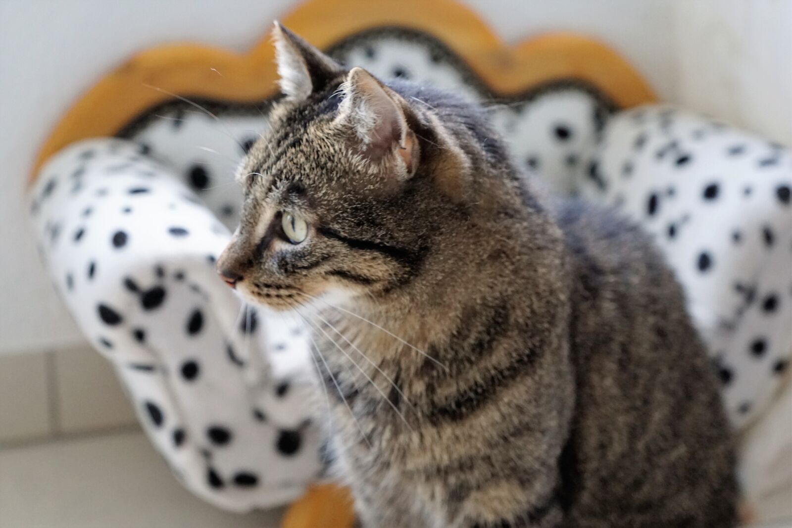 Sony ILCA-77M2 + Sony DT 16-50mm F2.8 SSM sample photo. Cat, tiger, animal photography