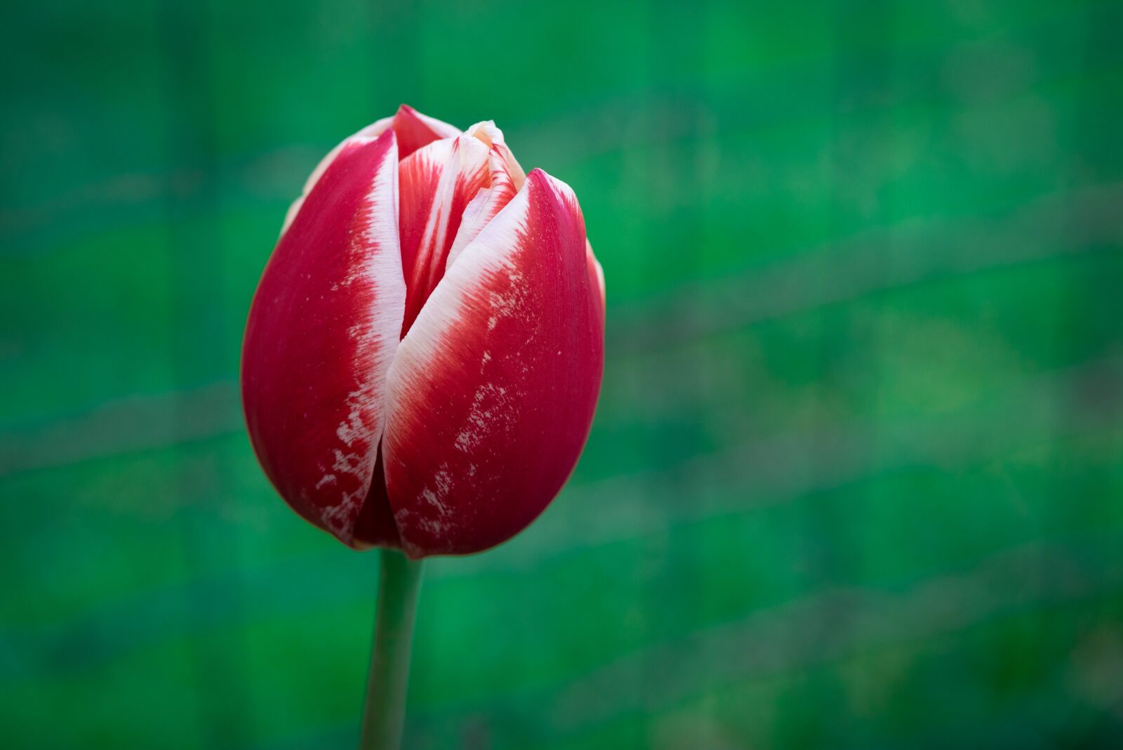Nikon D750 sample photo. Tulip, flower, blossom photography