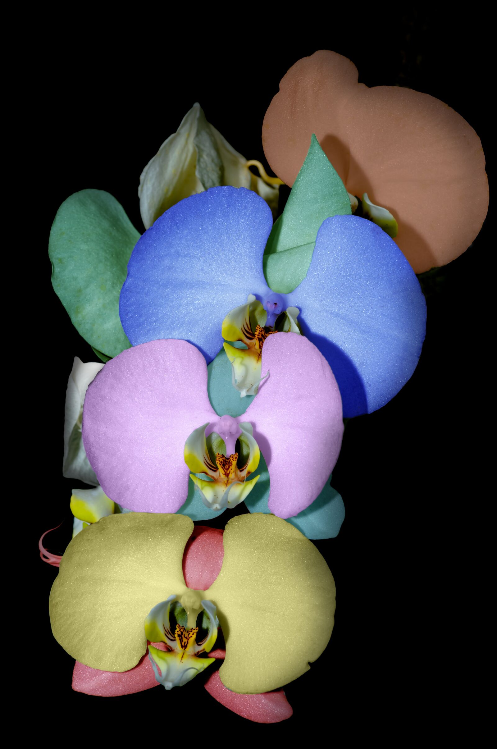 Nikon D4 sample photo. Flower, color, life photography
