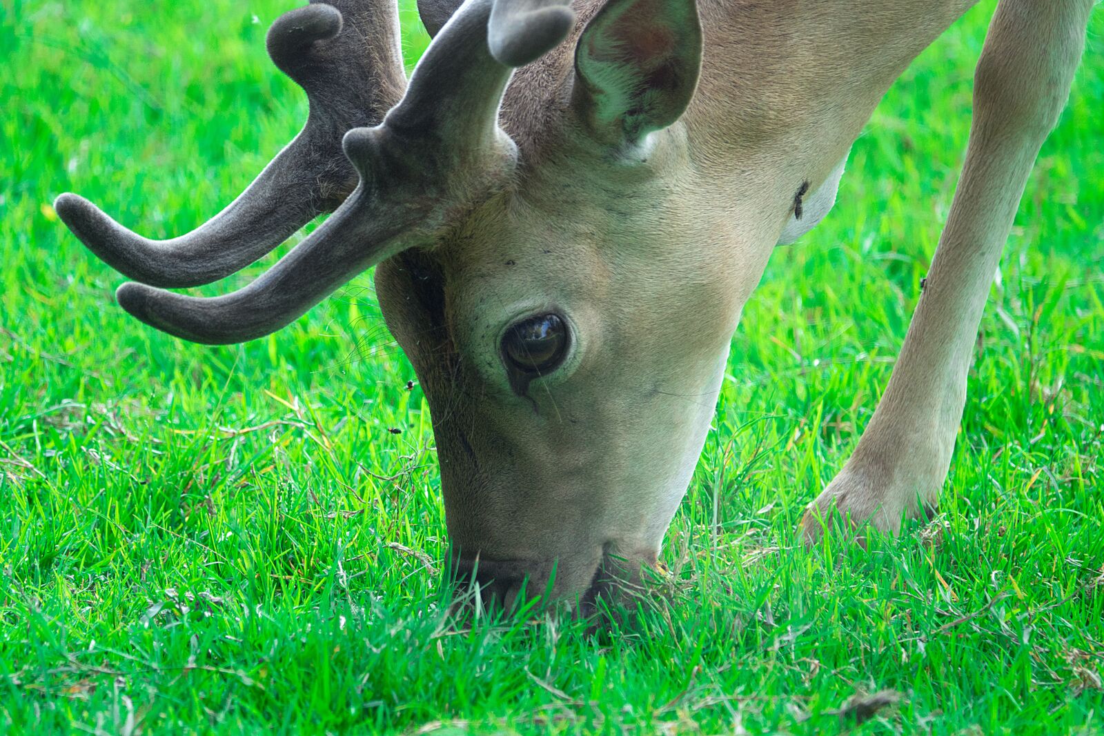 Sony Cyber-shot DSC-RX10 III sample photo. Hirsch, grass, green photography