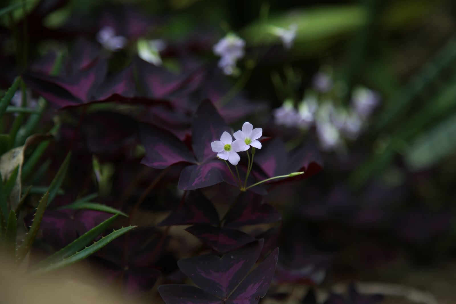Canon EOS 6D + Canon EF 24-105mm F4L IS USM sample photo. Love the first, wildflower photography