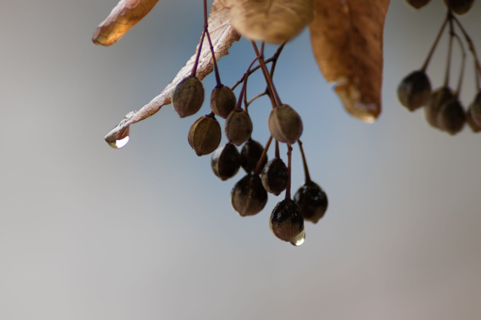 Canon EOS 200D (EOS Rebel SL2 / EOS Kiss X9) sample photo. Raindrop, leaves, close up photography