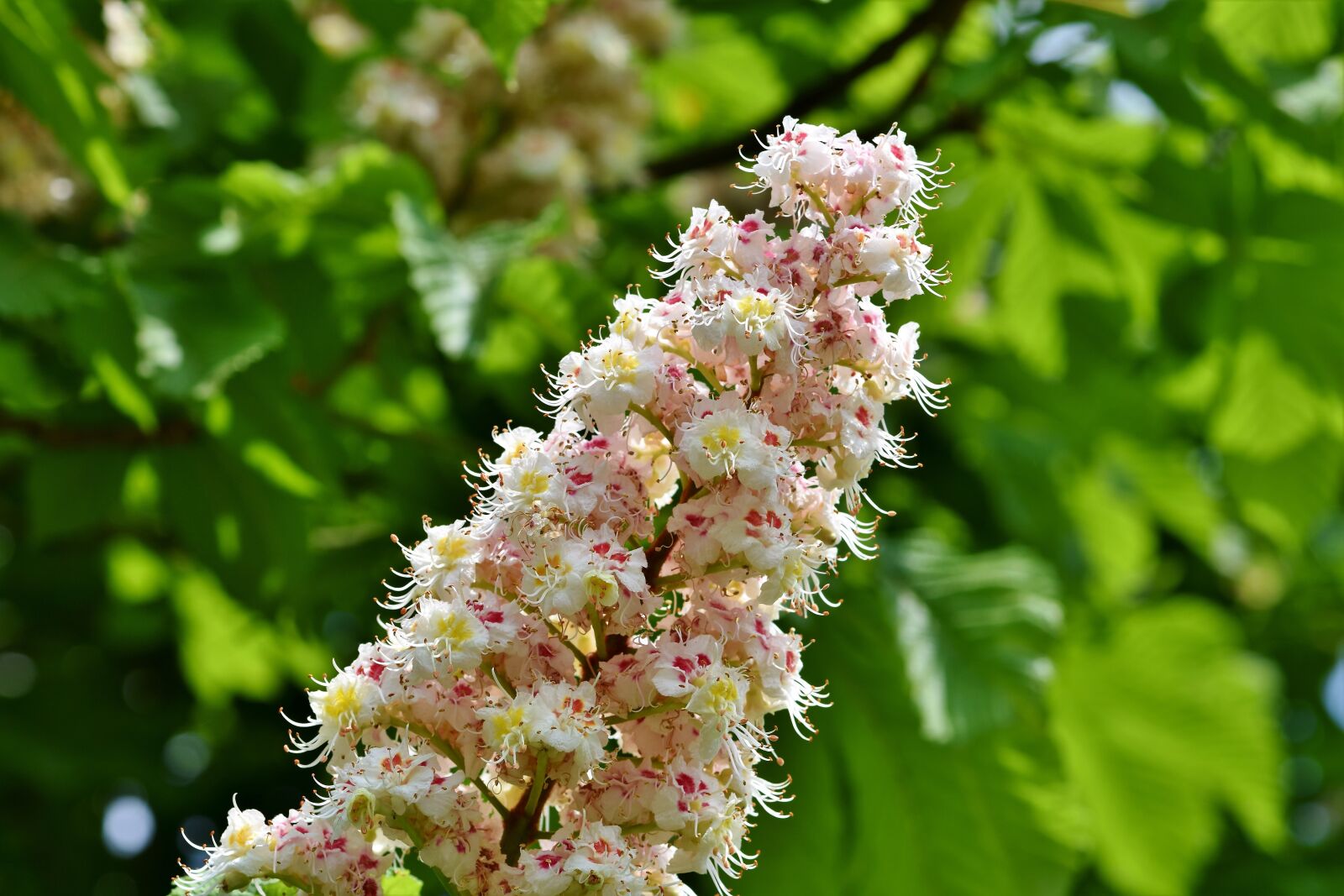 Nikon D7200 sample photo. Chestnut blossom, chestnut, inflorescence photography