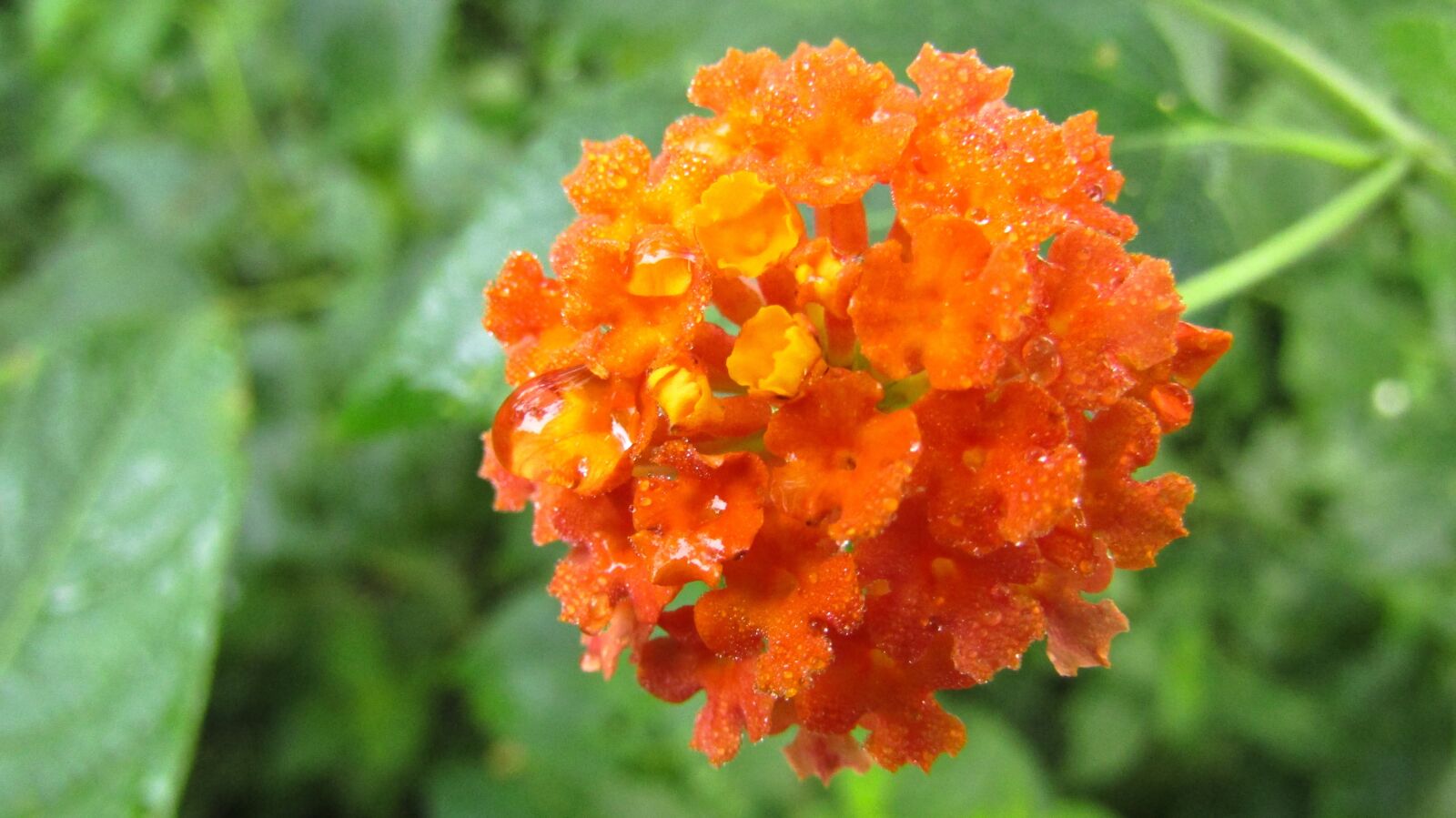 Canon PowerShot SX420 IS sample photo. Flowers, nature, flora photography