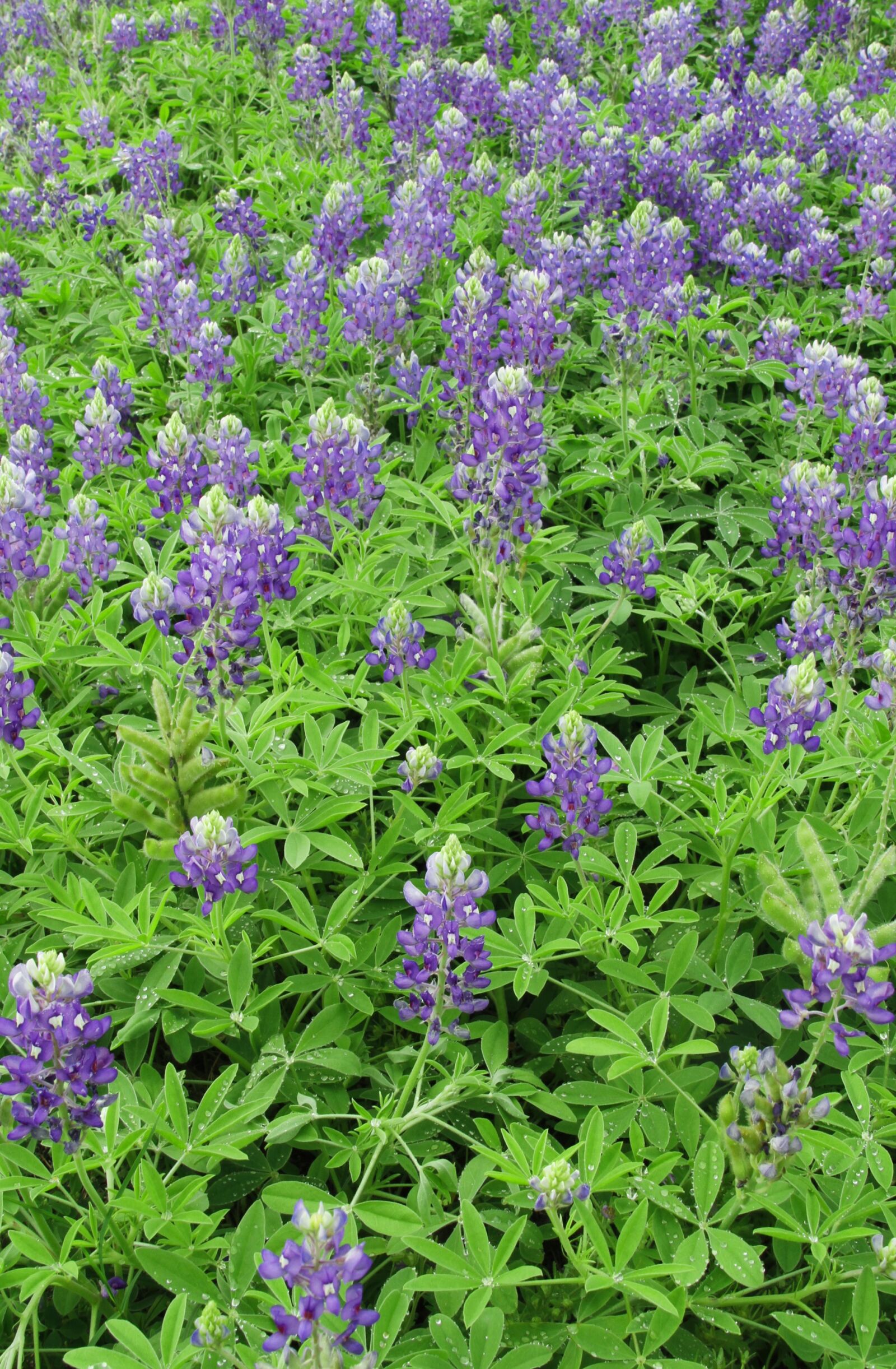 Canon EOS 7D sample photo. Blue bonnets, field, spring photography