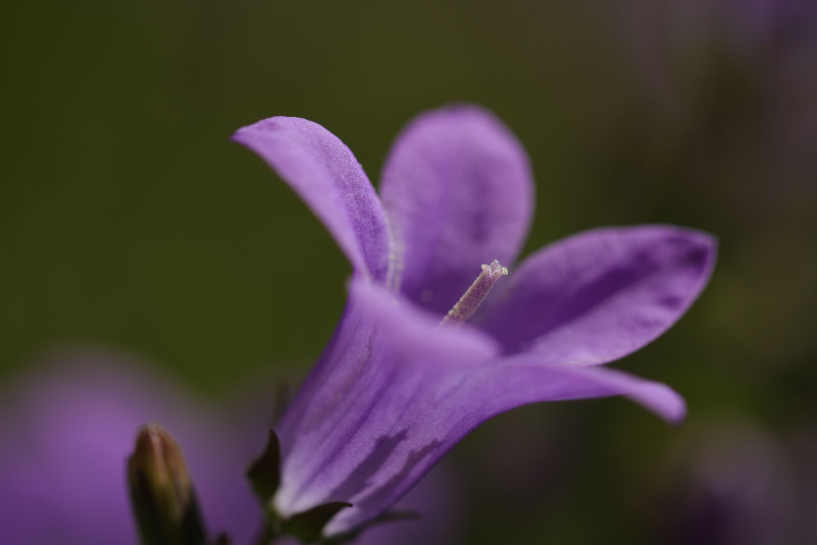Canon EF 100mm F2.8L Macro IS USM sample photo. Campanula, bells flower, campanula photography