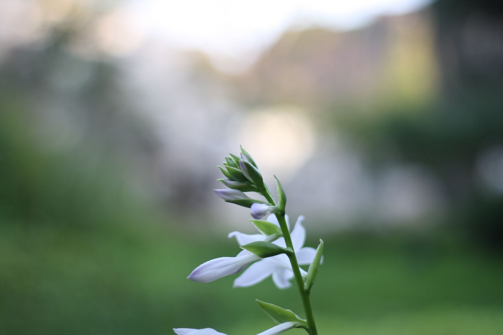 Canon EOS 1000D (EOS Digital Rebel XS / EOS Kiss F) sample photo. Flower, white, spring photography