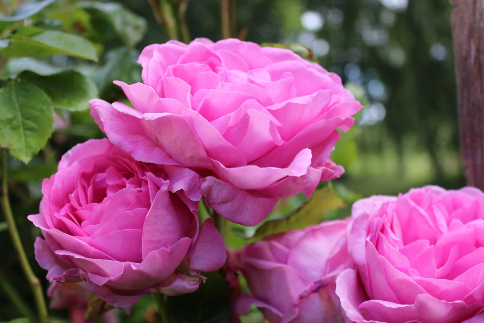 Canon EOS 600D (Rebel EOS T3i / EOS Kiss X5) sample photo. Rose, blossom, bloom photography