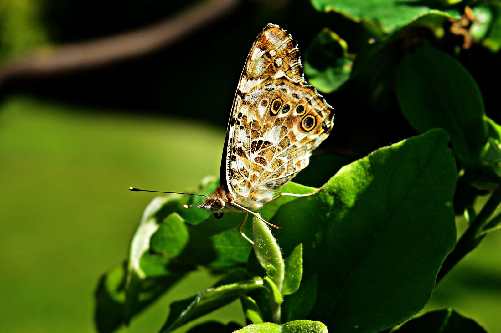 Nikon D3200 sample photo. Butterfly, nature, insect photography