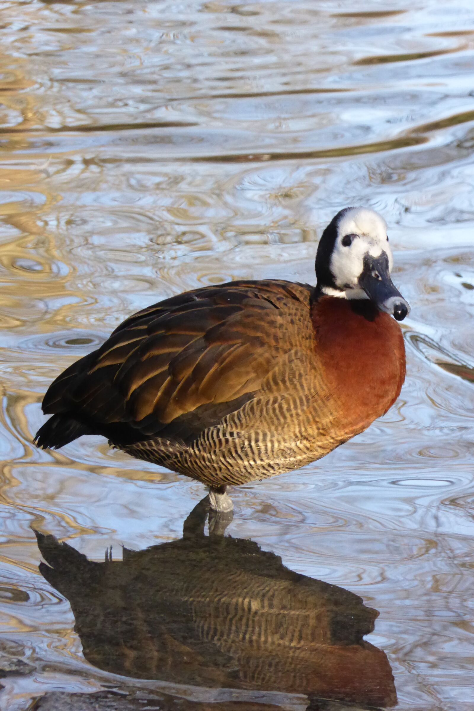 Panasonic DMC-TZ61 sample photo. Duck, water bird, animal photography
