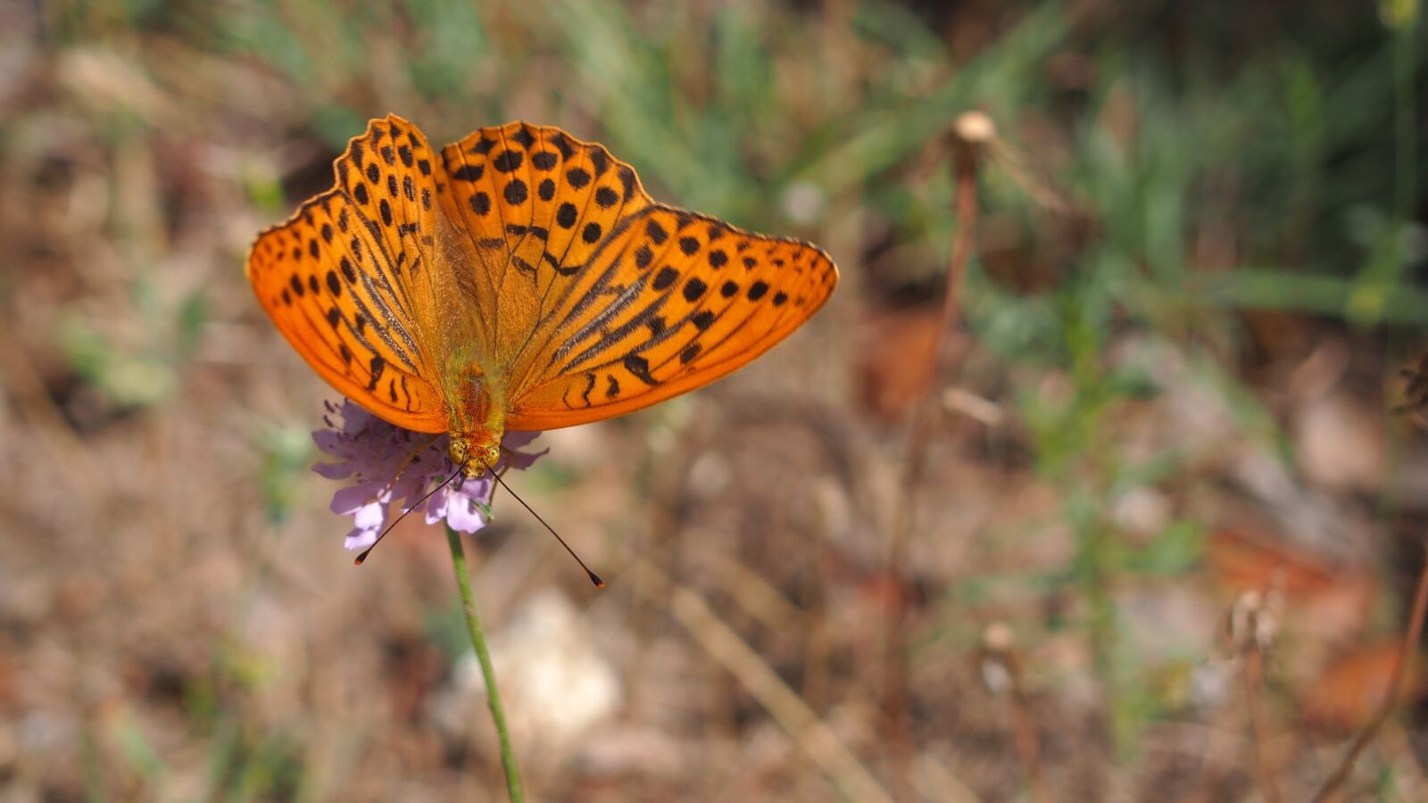 Olympus PEN E-PL6 sample photo. Butterfly, nature, macro photography