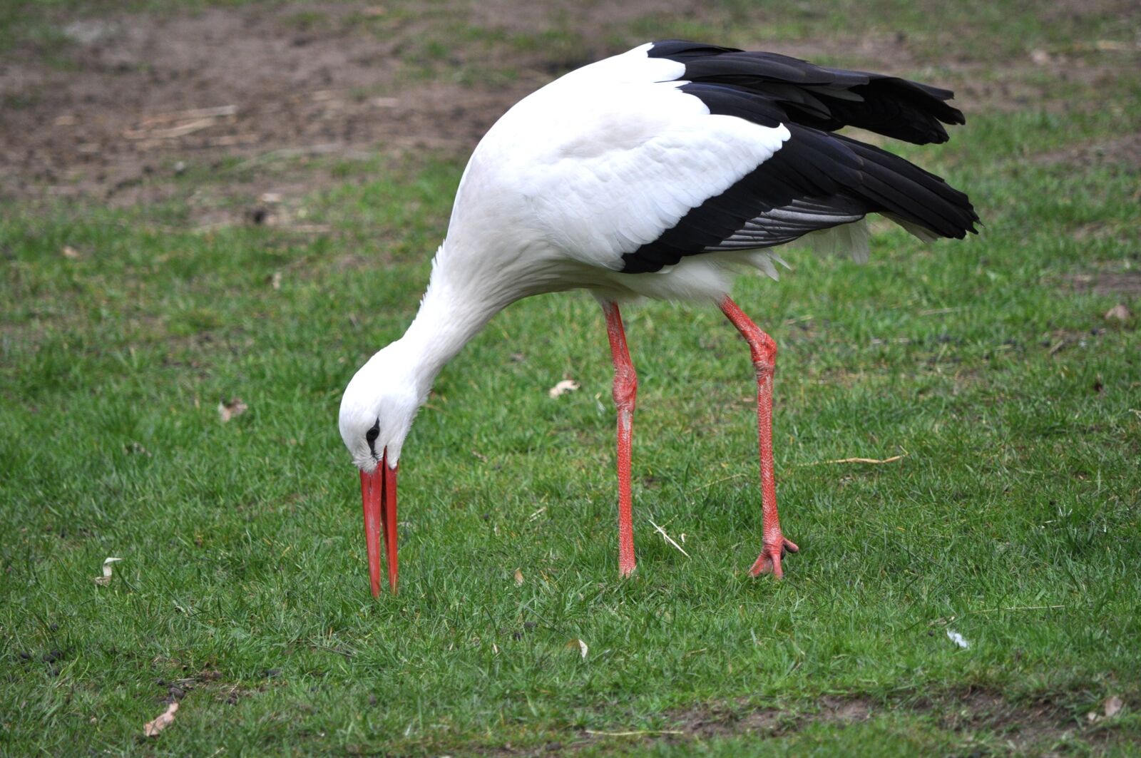 Nikon D5000 sample photo. Stork, bird, animal photography