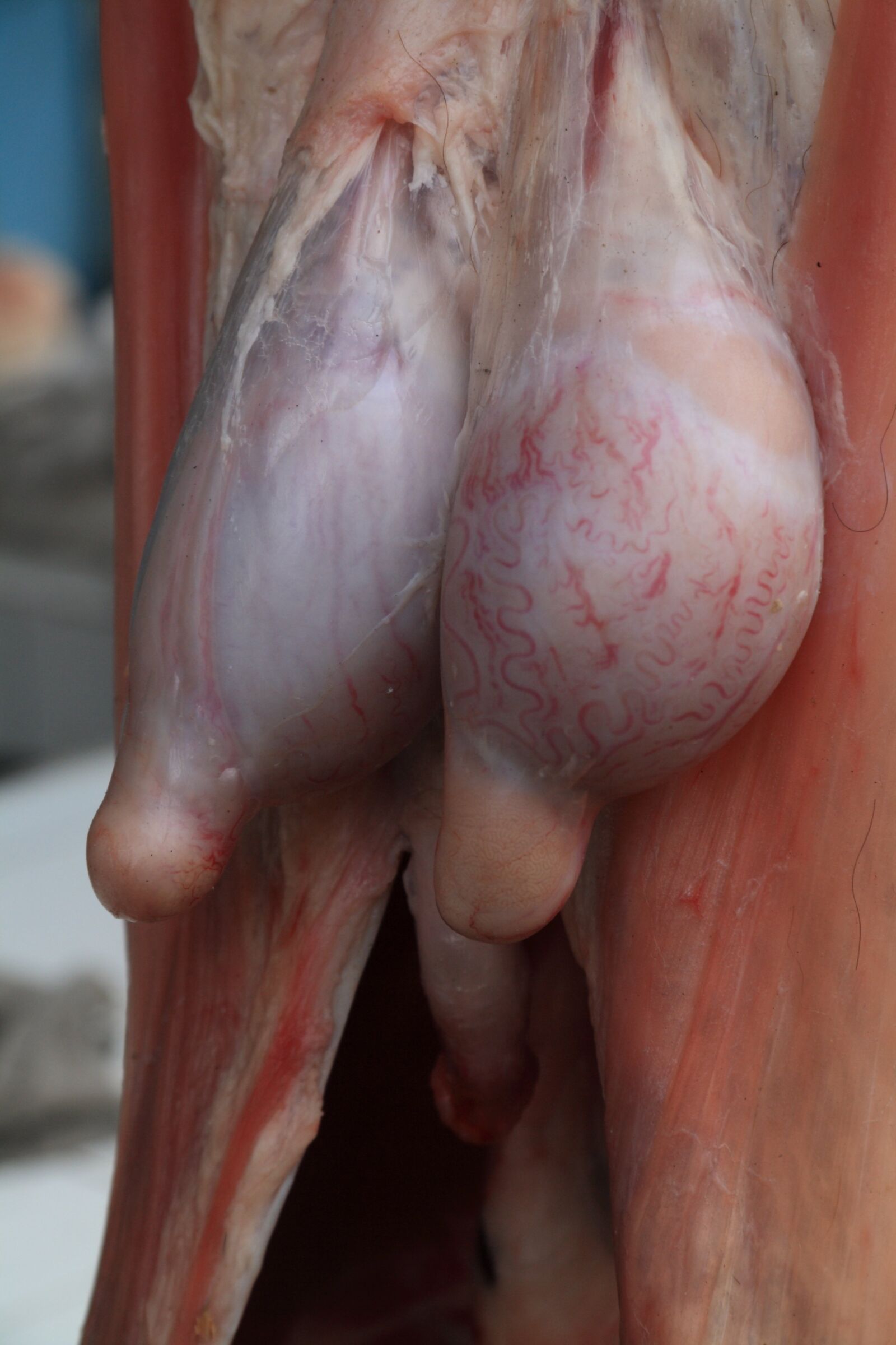 Canon EOS 1000D (EOS Digital Rebel XS / EOS Kiss F) sample photo. Butcher, slaughter, meat photography