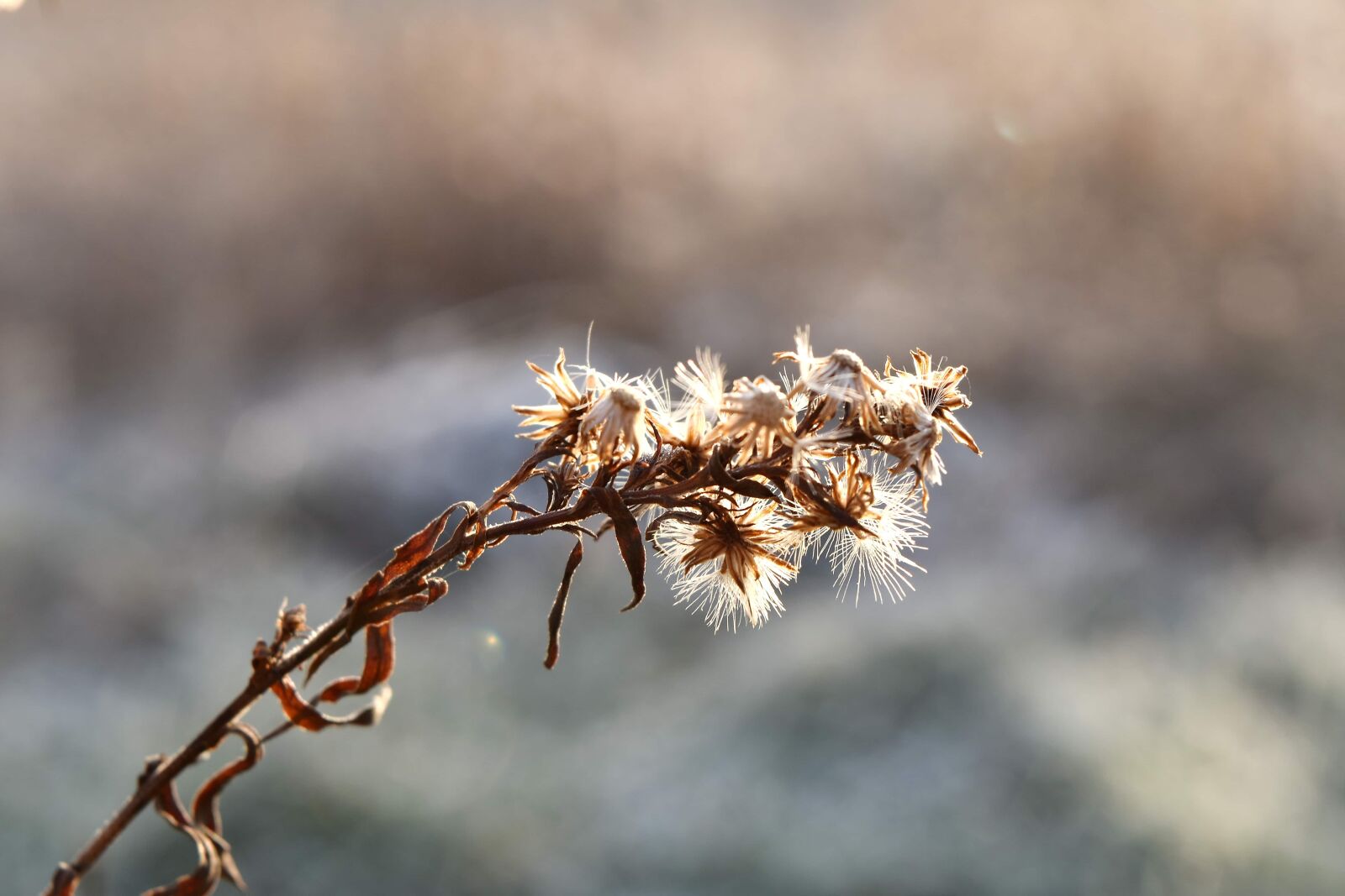 Nikon D5500 sample photo. Dry season, outdoor, sunshine photography