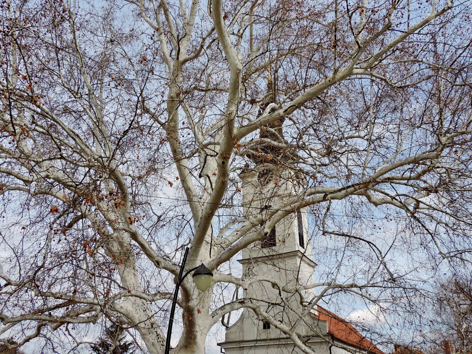 Nikon Coolpix P520 sample photo. Church tower, tree, trees photography