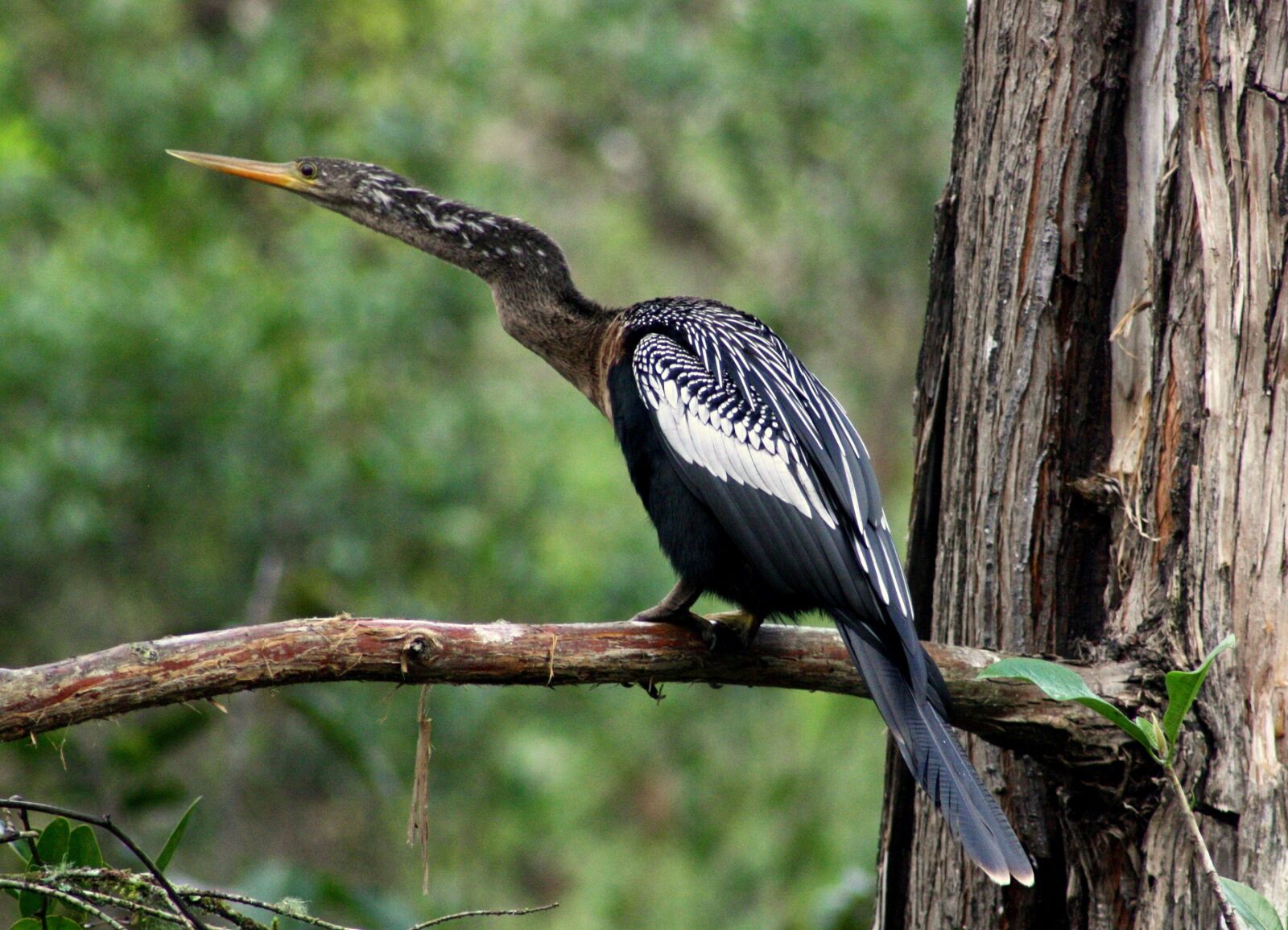 Canon EOS 1000D (EOS Digital Rebel XS / EOS Kiss F) sample photo. Anhinga, bird, water photography