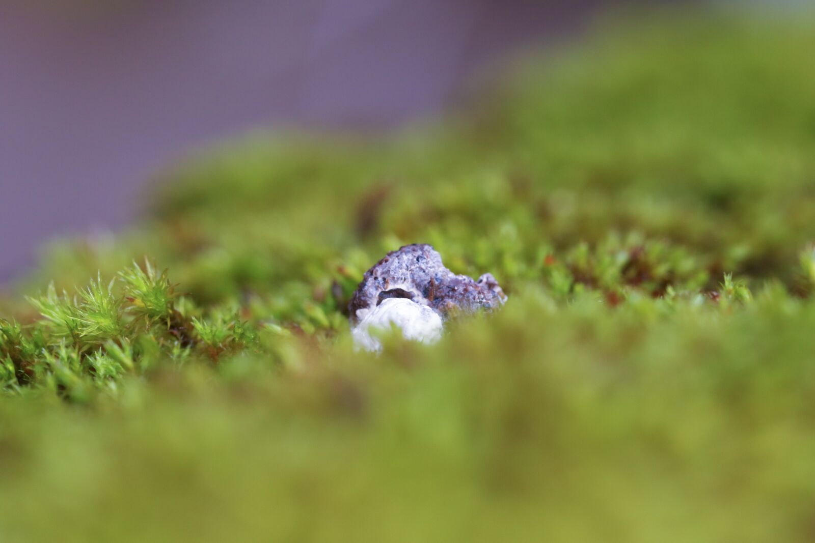 Canon EOS 7D Mark II sample photo. Rock, moss, nature photography