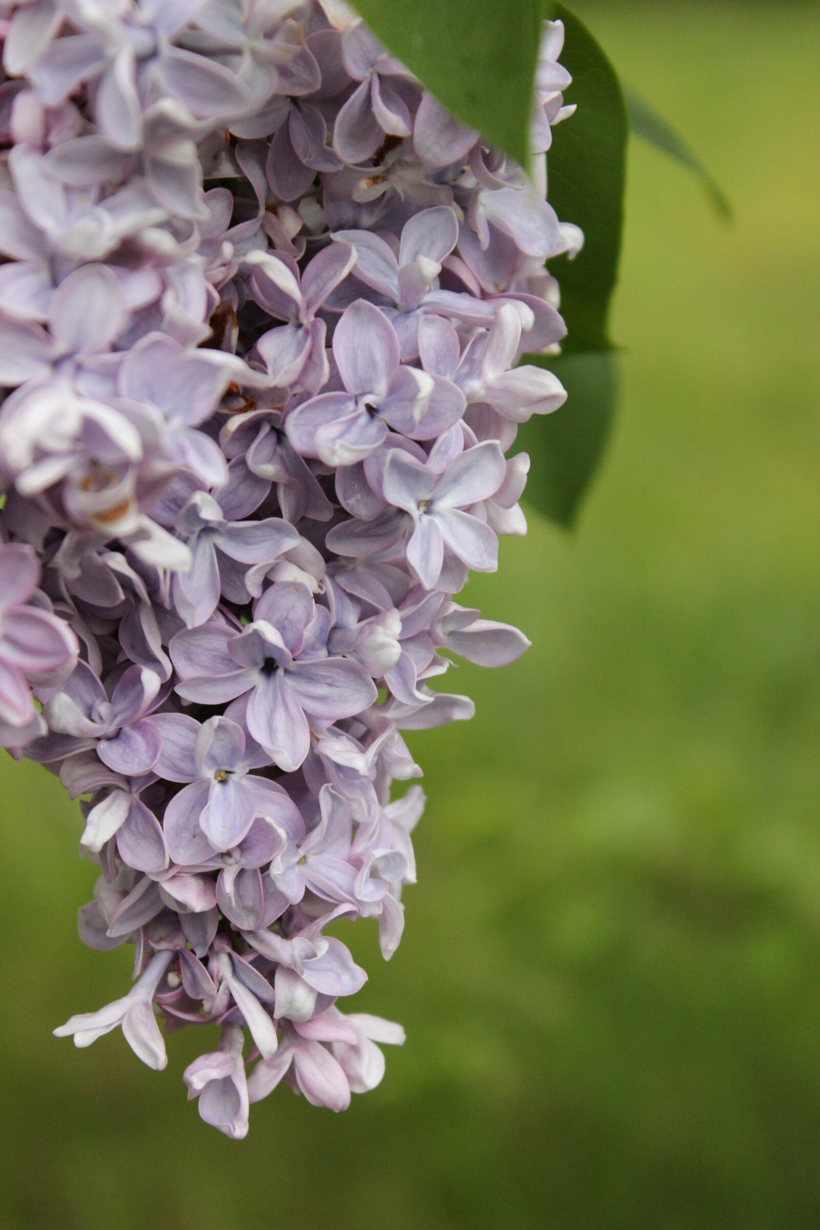 Canon EOS 600D (Rebel EOS T3i / EOS Kiss X5) sample photo. Lilac, purple, violet photography