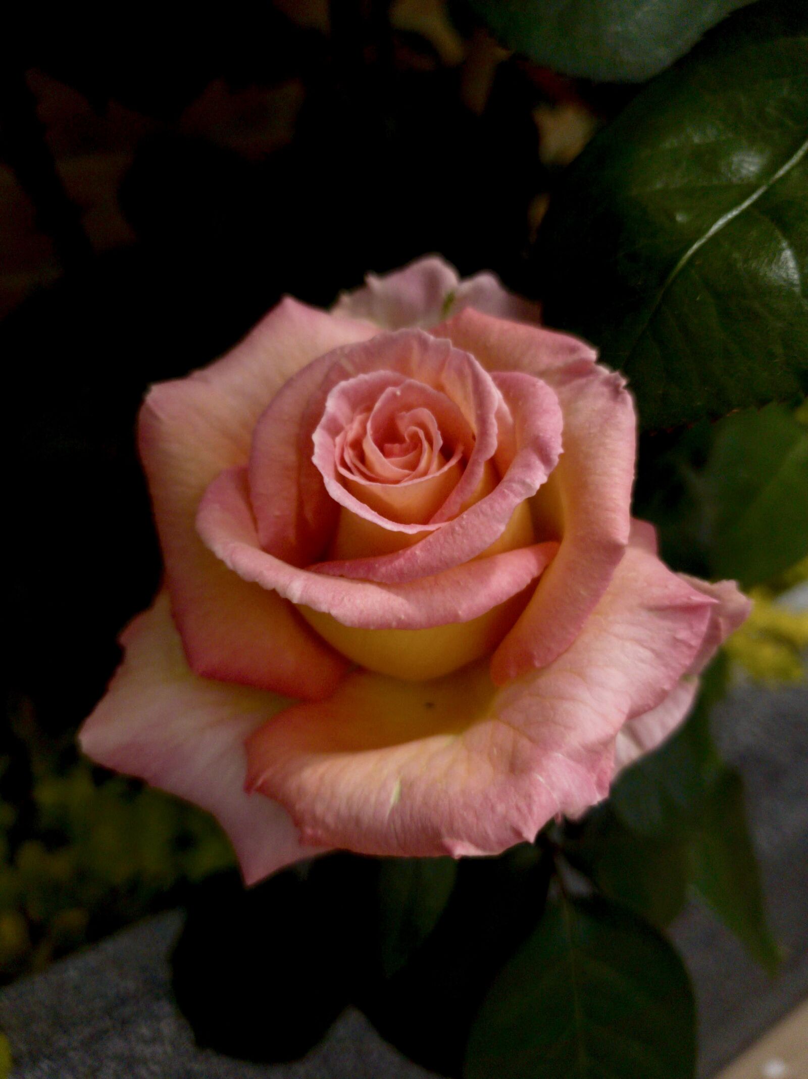 Samsung Galaxy S10+ sample photo. Flower, rose, romantic photography