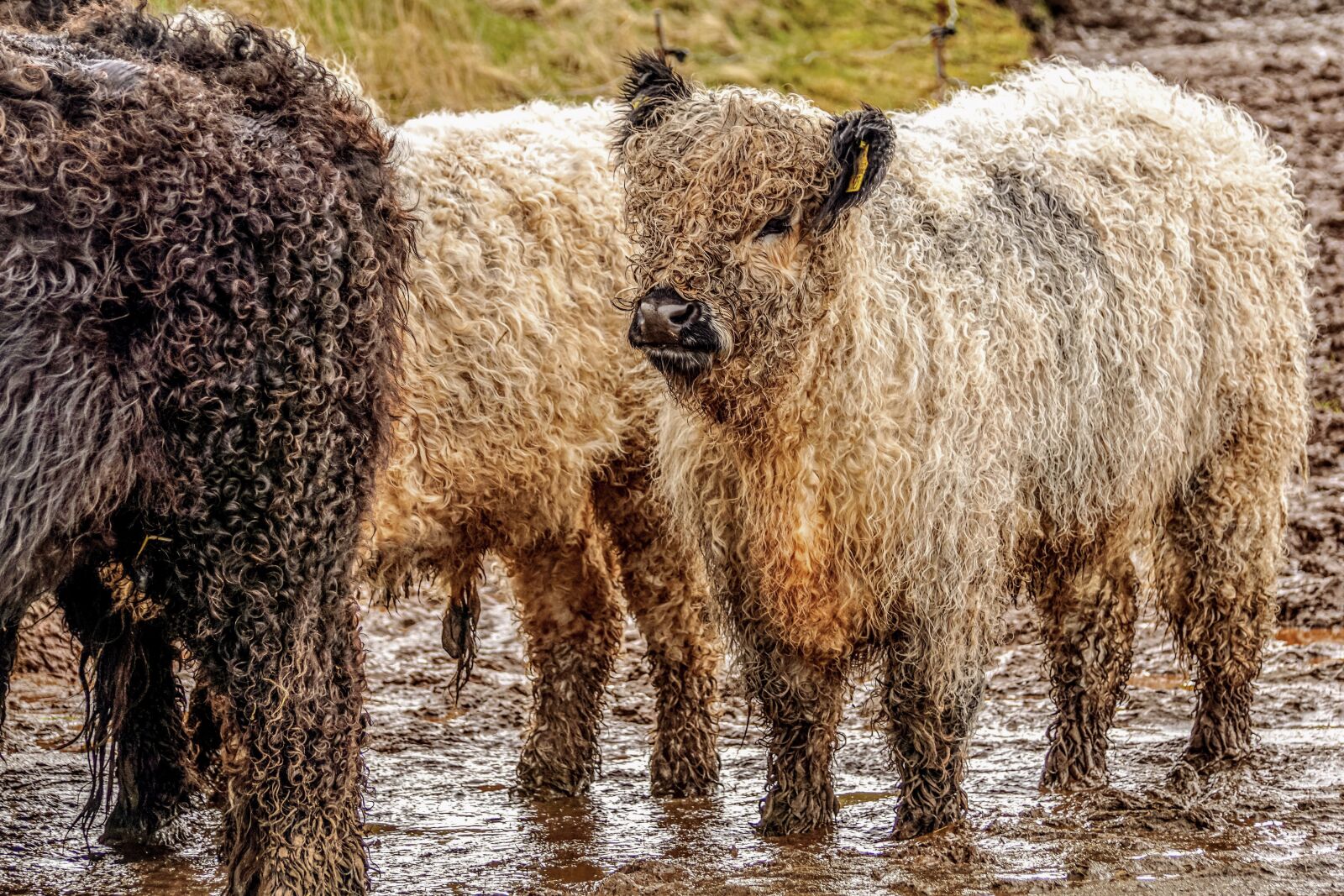 Sony DT 55-300mm F4.5-5.6 SAM sample photo. Galloway beef, domestic cattle photography