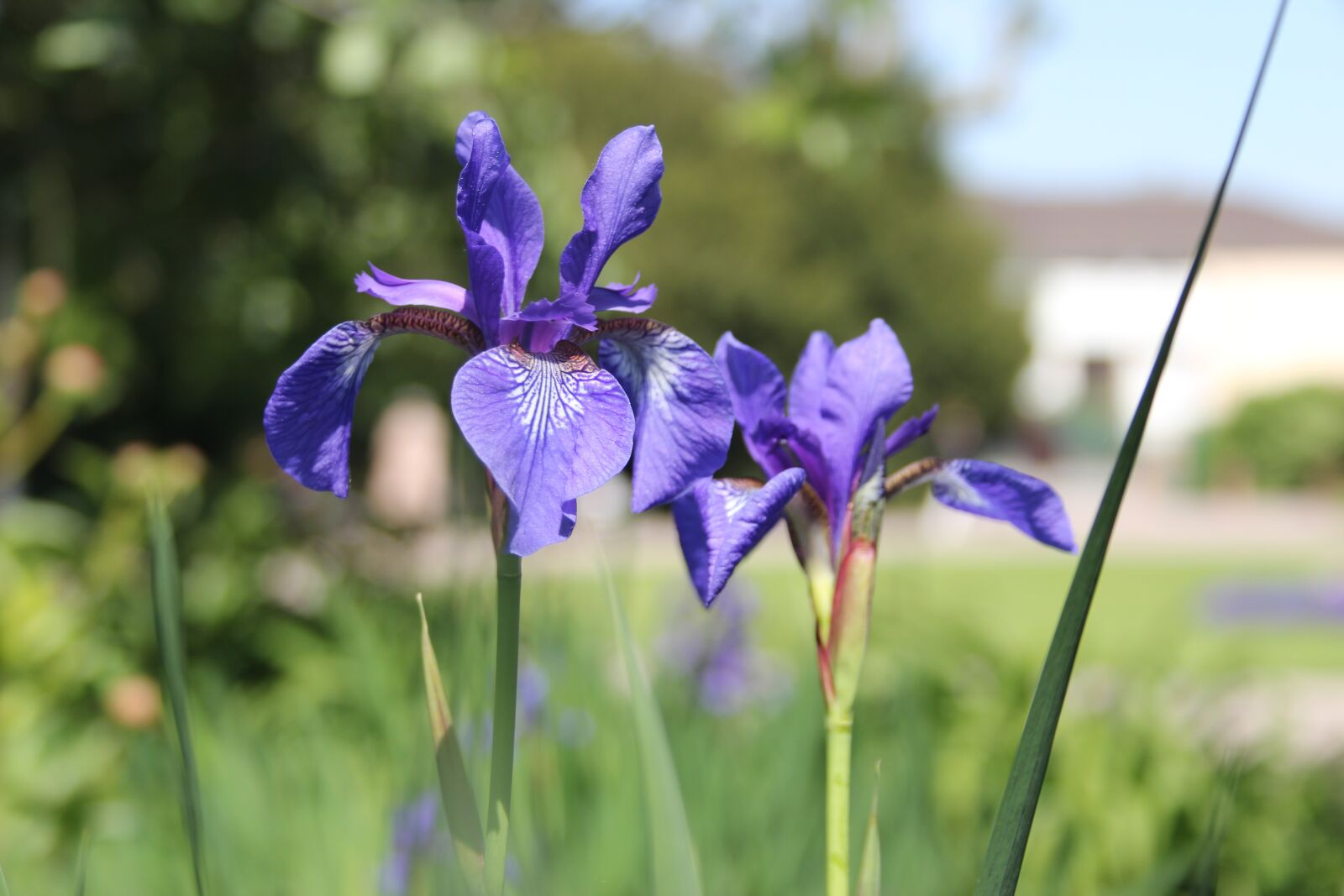 Canon EOS 600D (Rebel EOS T3i / EOS Kiss X5) + Canon EF-S 18-55mm F3.5-5.6 II sample photo. Iris, flowers, blue photography