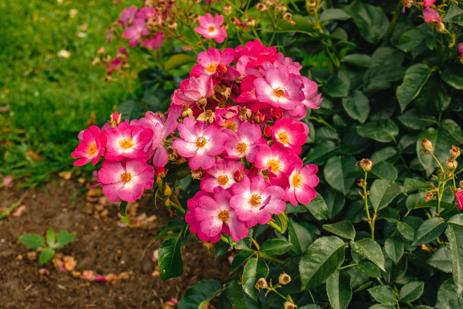 Canon EOS 77D (EOS 9000D / EOS 770D) sample photo. Rose, roses, flower photography