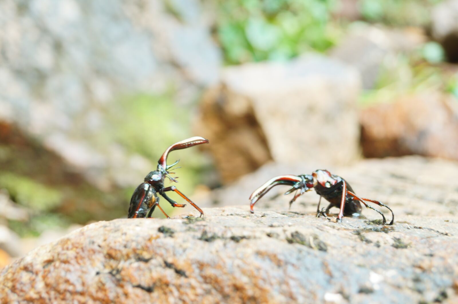 Sony SLT-A37 sample photo. Beetles, nature, battle photography
