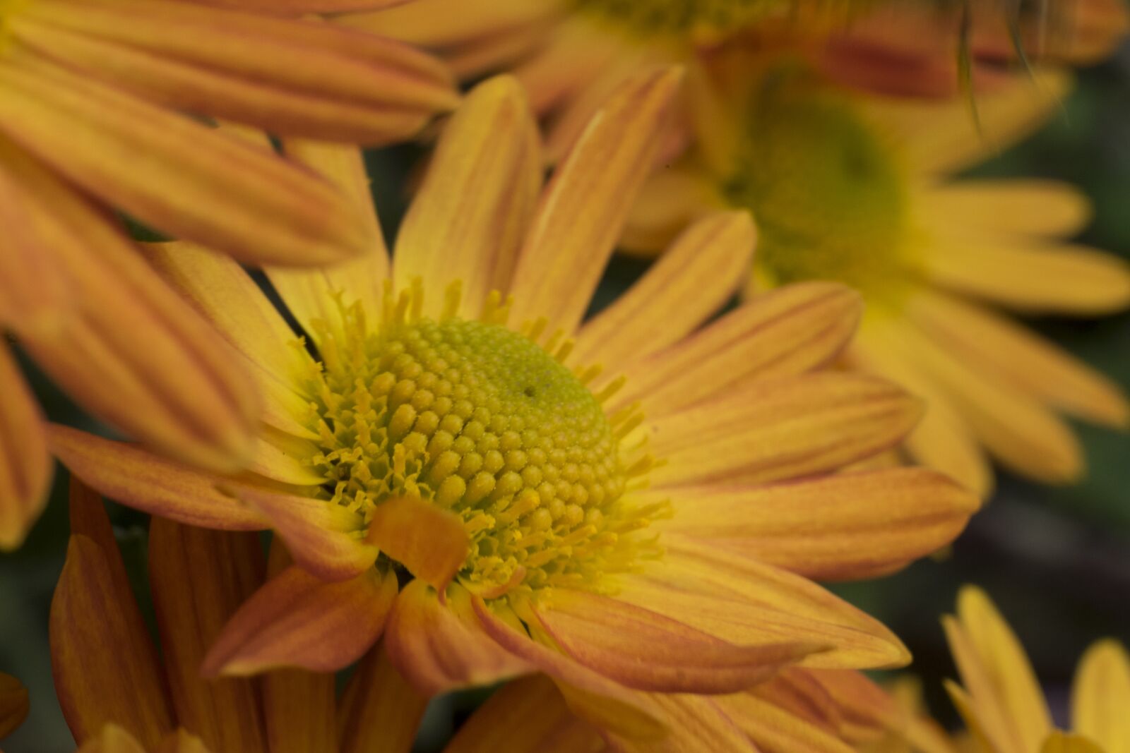 Fujifilm X-T10 sample photo. Flower, autumn, chrysanthemum photography