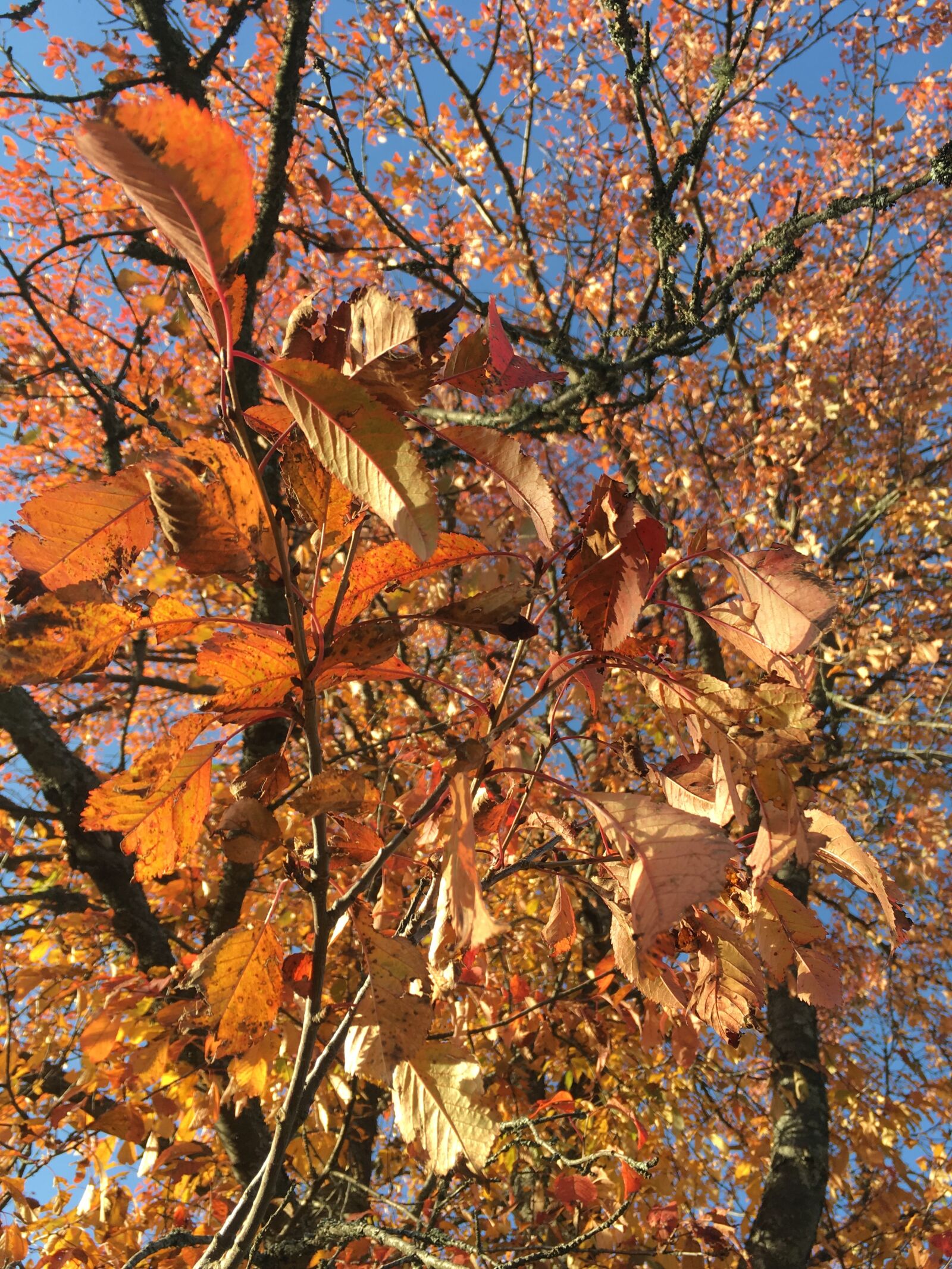 iPhone SE back camera 4.15mm f/2.2 sample photo
