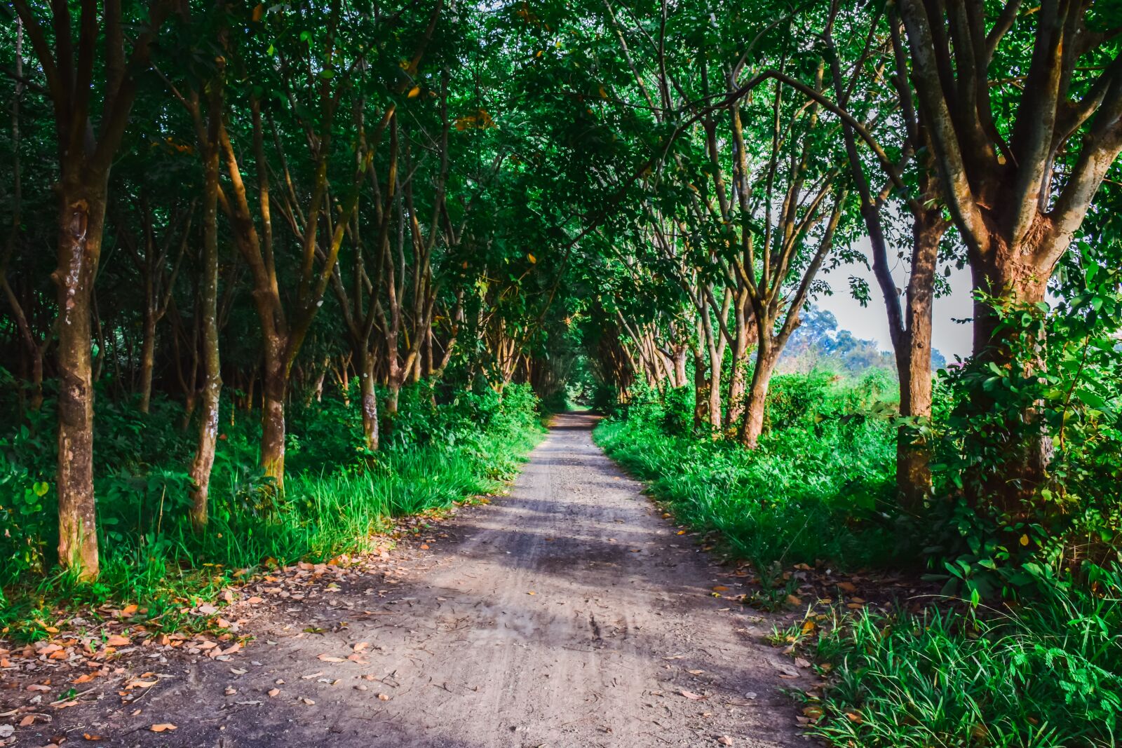 Nikon D5300 sample photo. Nature, pa, the forests photography
