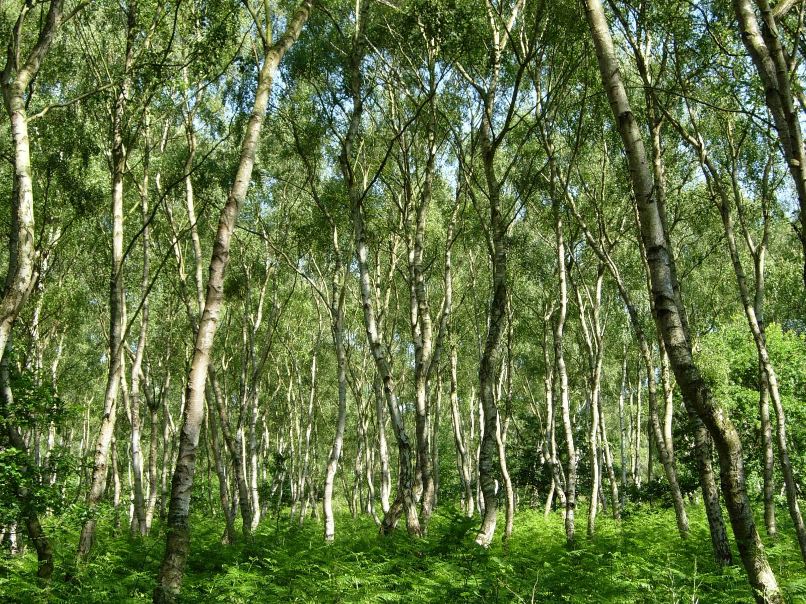 Nikon COOLPIX P4 sample photo. Sherwood forest, trees, green photography