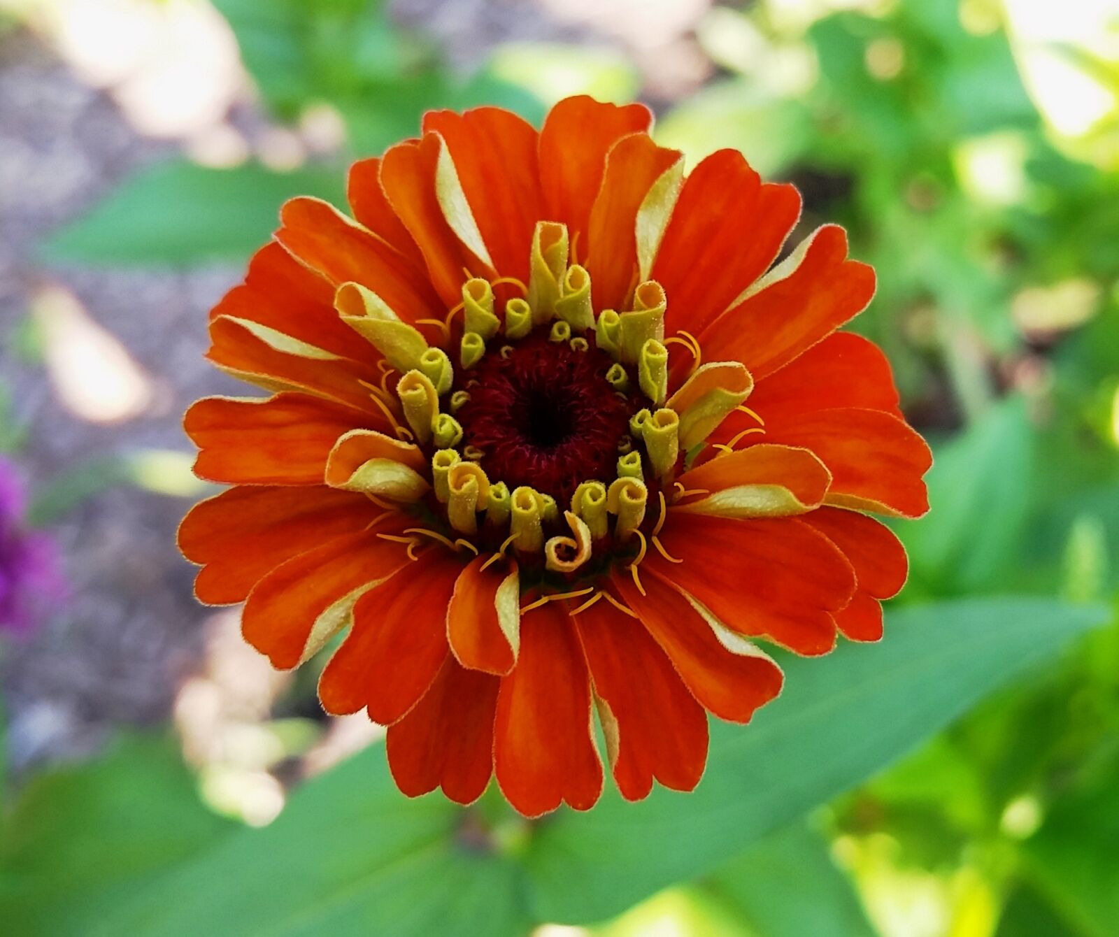 Samsung Galaxy S5 sample photo. Flower, nature, garden photography