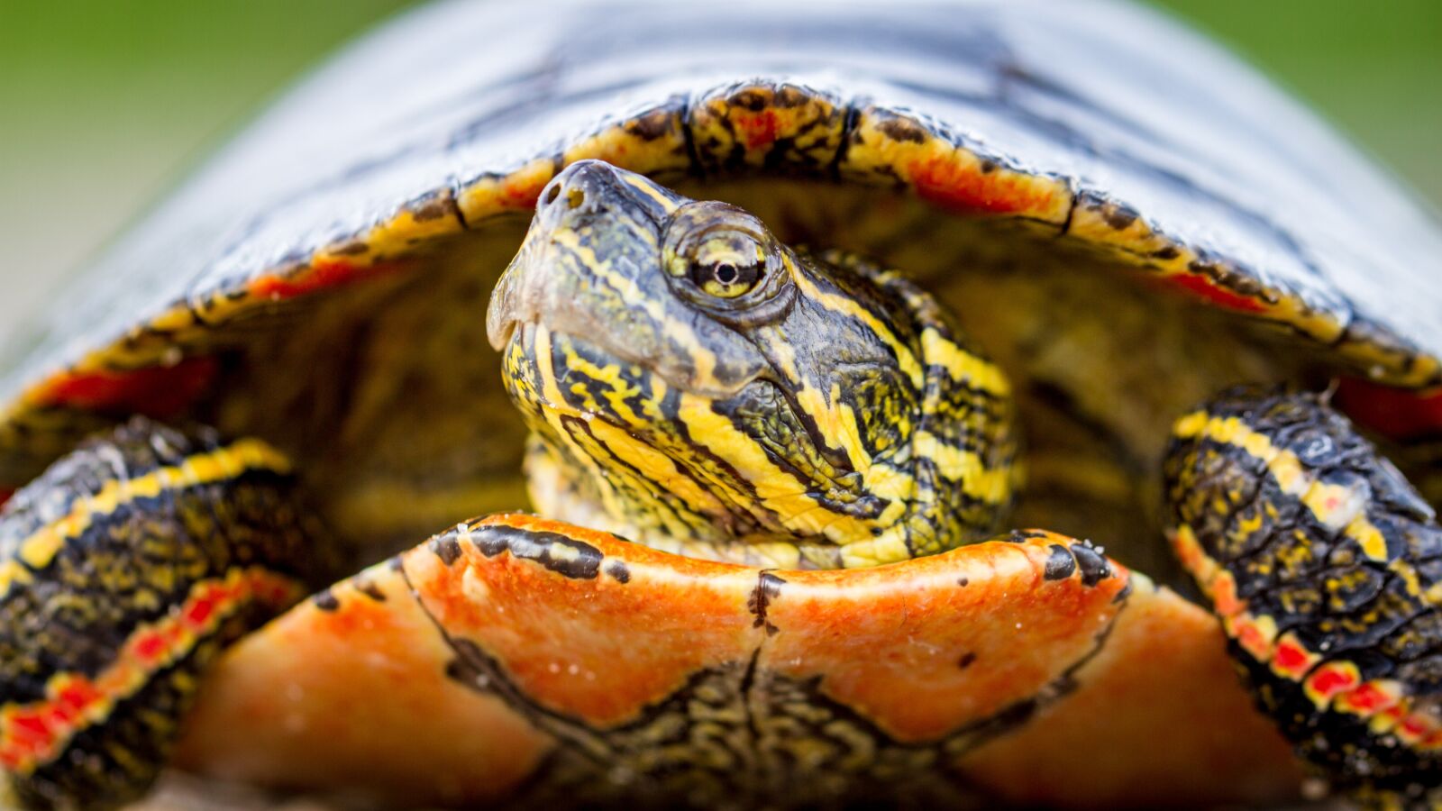 Canon EF 100mm F2.8L Macro IS USM sample photo. Nature, reptile, animal photography