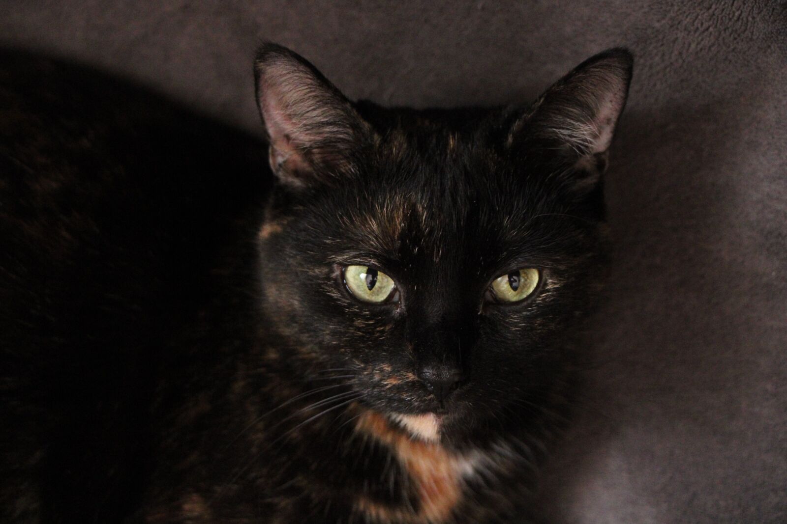 Canon EOS 2000D (EOS Rebel T7 / EOS Kiss X90 / EOS 1500D) sample photo. Cat, black, kitten photography