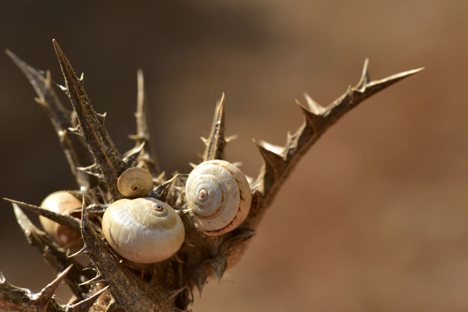 Nikon D750 sample photo. Snail shells, spiral, snail photography